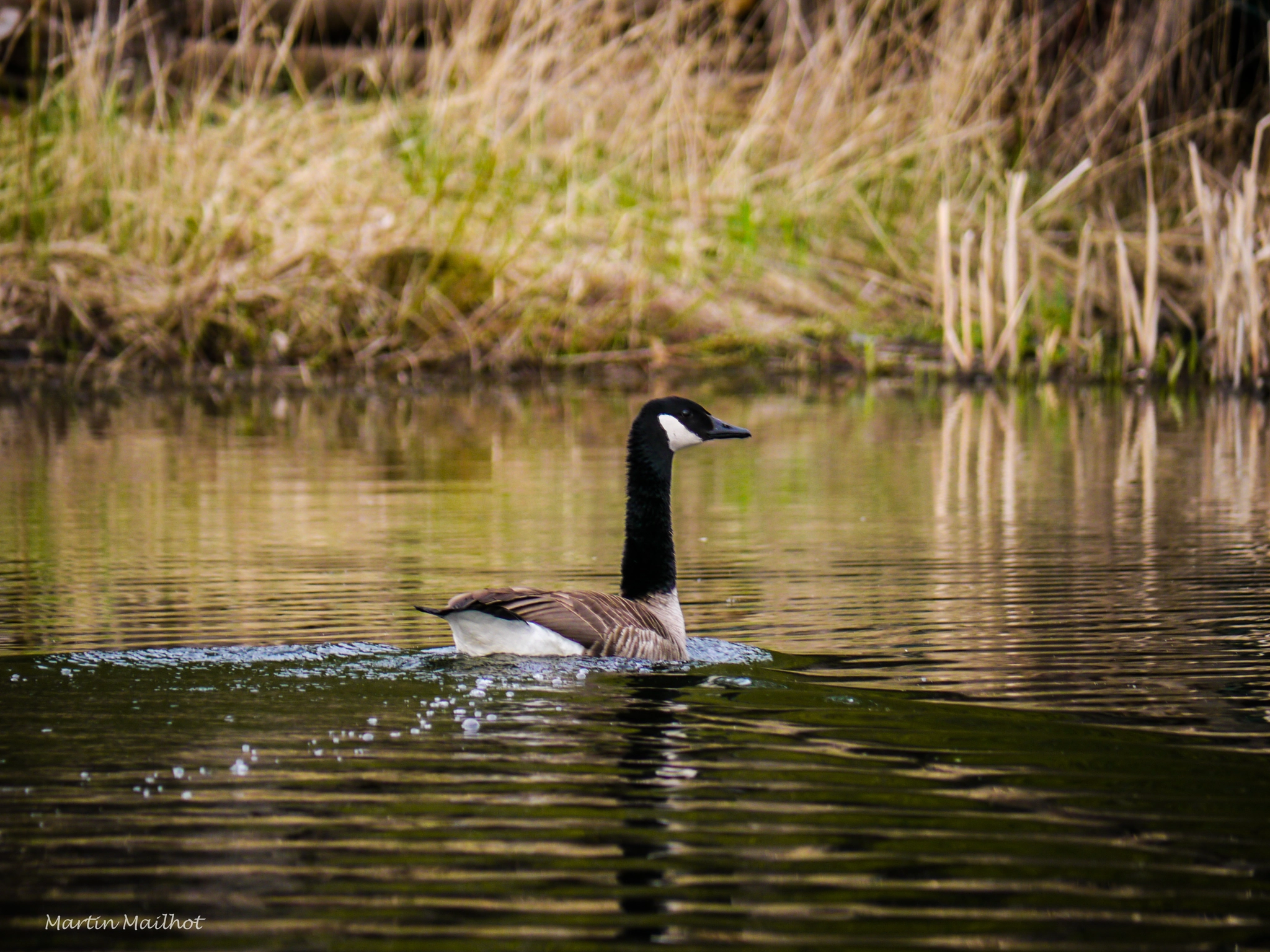 Panasonic Lumix DMC-GH1 sample photo. Bernache sur l'eau photography