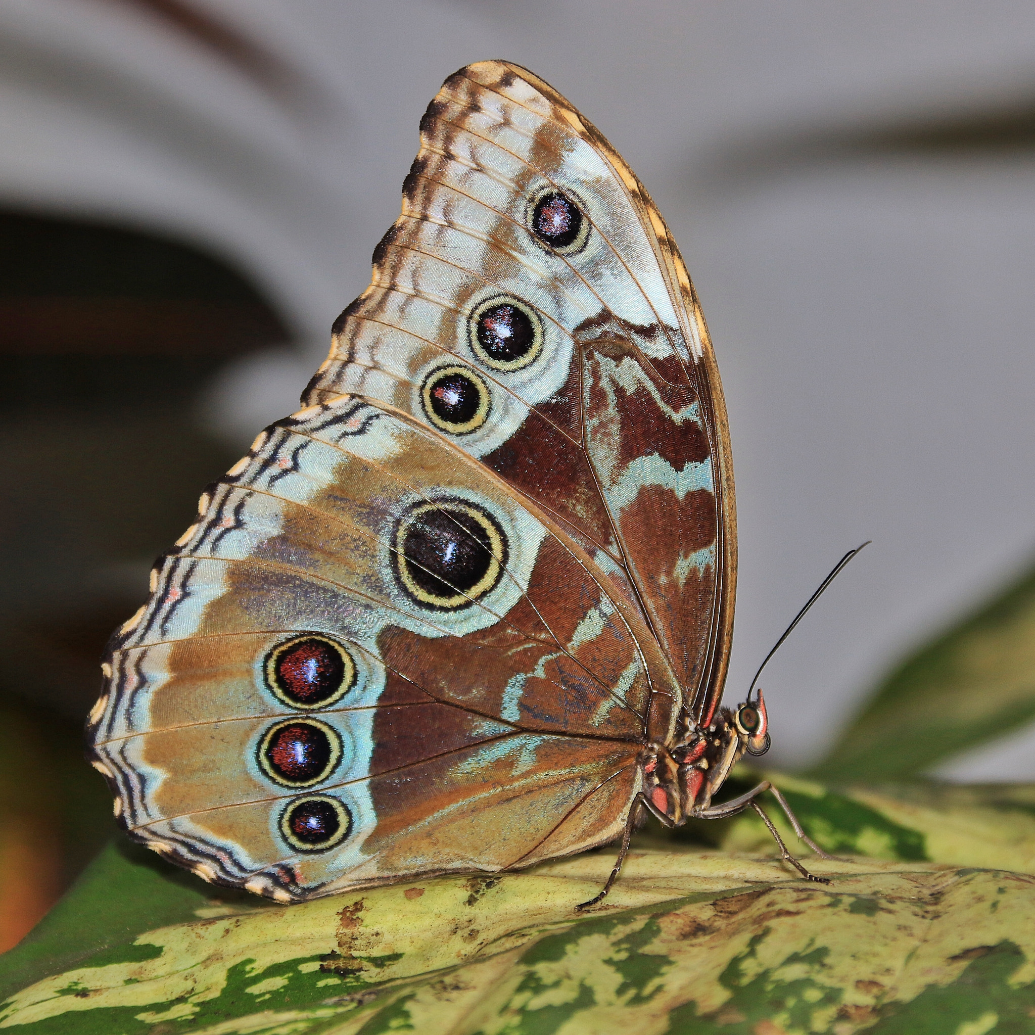 Canon 18-300mm sample photo. Butterfly dubai photography