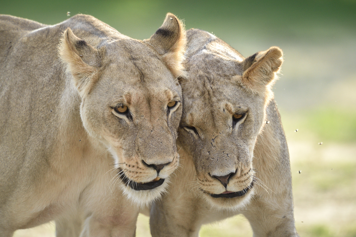 Nikon D4S + Nikon AF-S Nikkor 500mm F4G ED VR sample photo. Lions photography