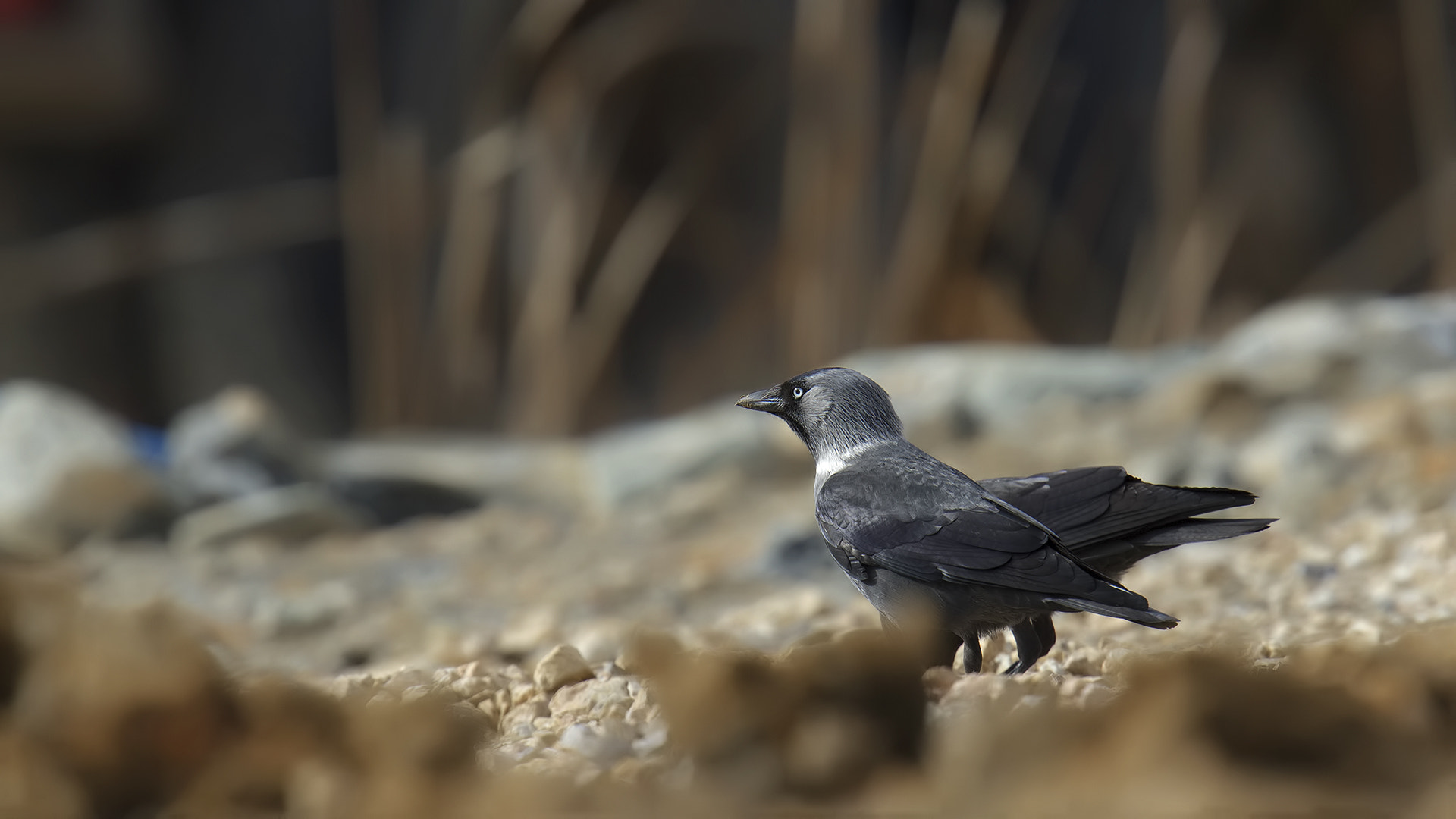 Canon EOS 7D + Canon EF 400mm F2.8L IS USM sample photo. Küçük karga, photography