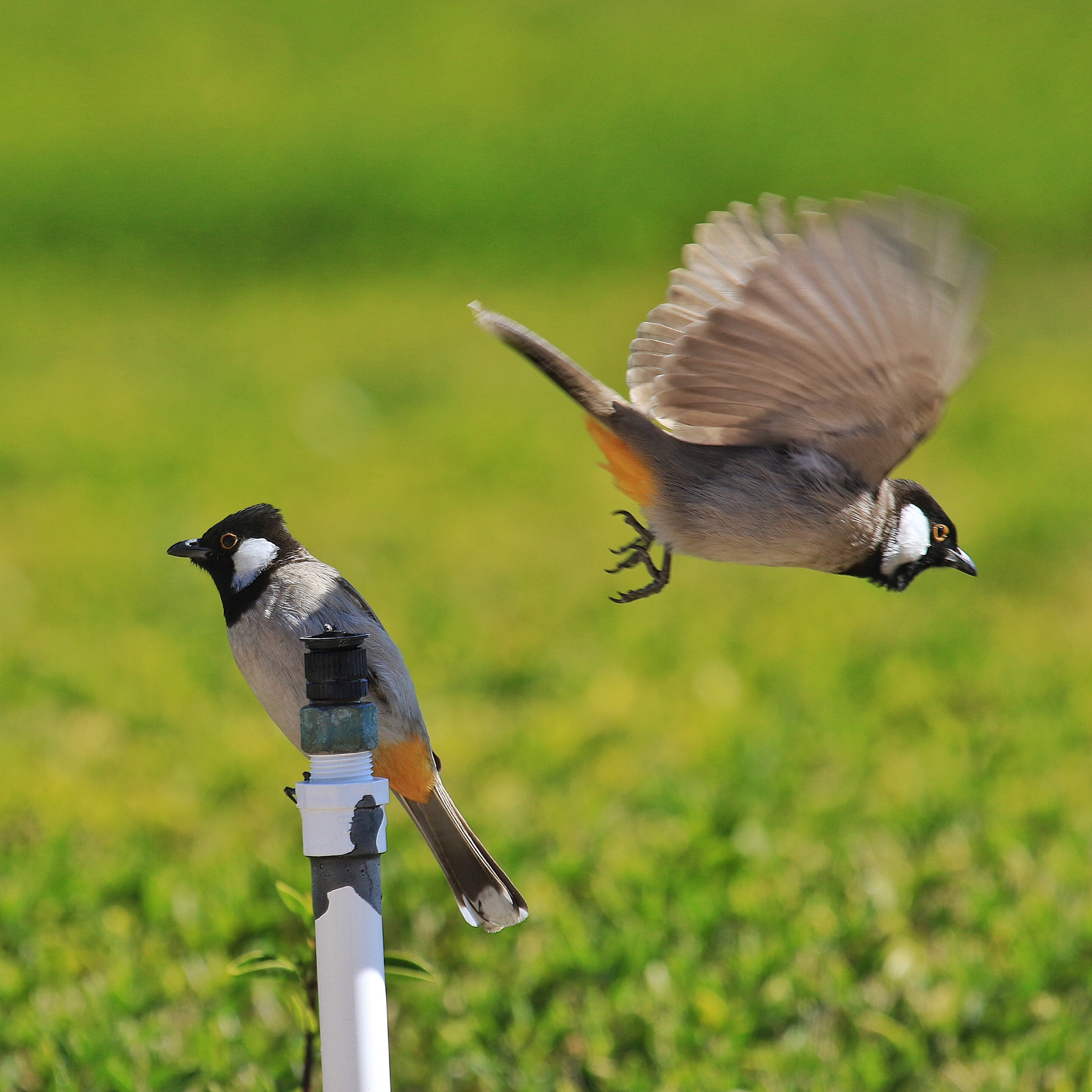 Canon EF 100-400mm F4.5-5.6L IS USM sample photo. Birds in green island kuwait photography