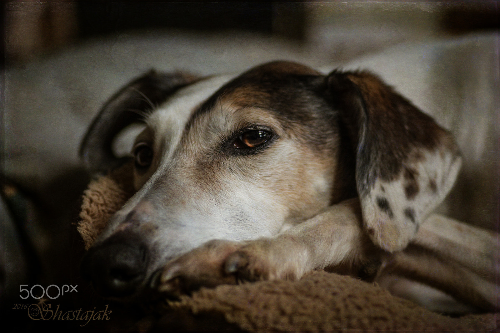 Pentax smc D-FA 100mm F2.8 macro sample photo. Do not disturb photography