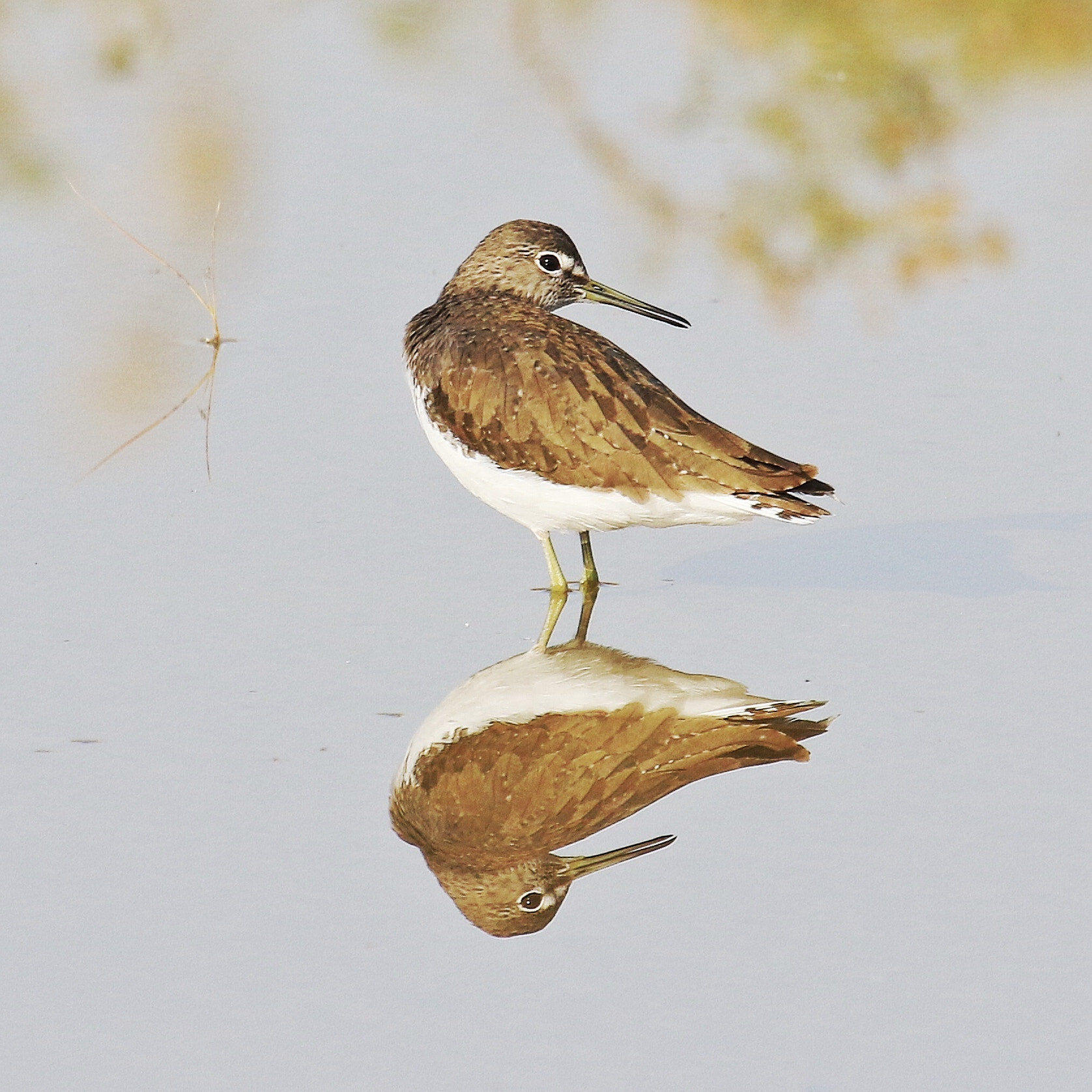 Canon EF 100-400mm F4.5-5.6L IS USM sample photo. Reflection photography