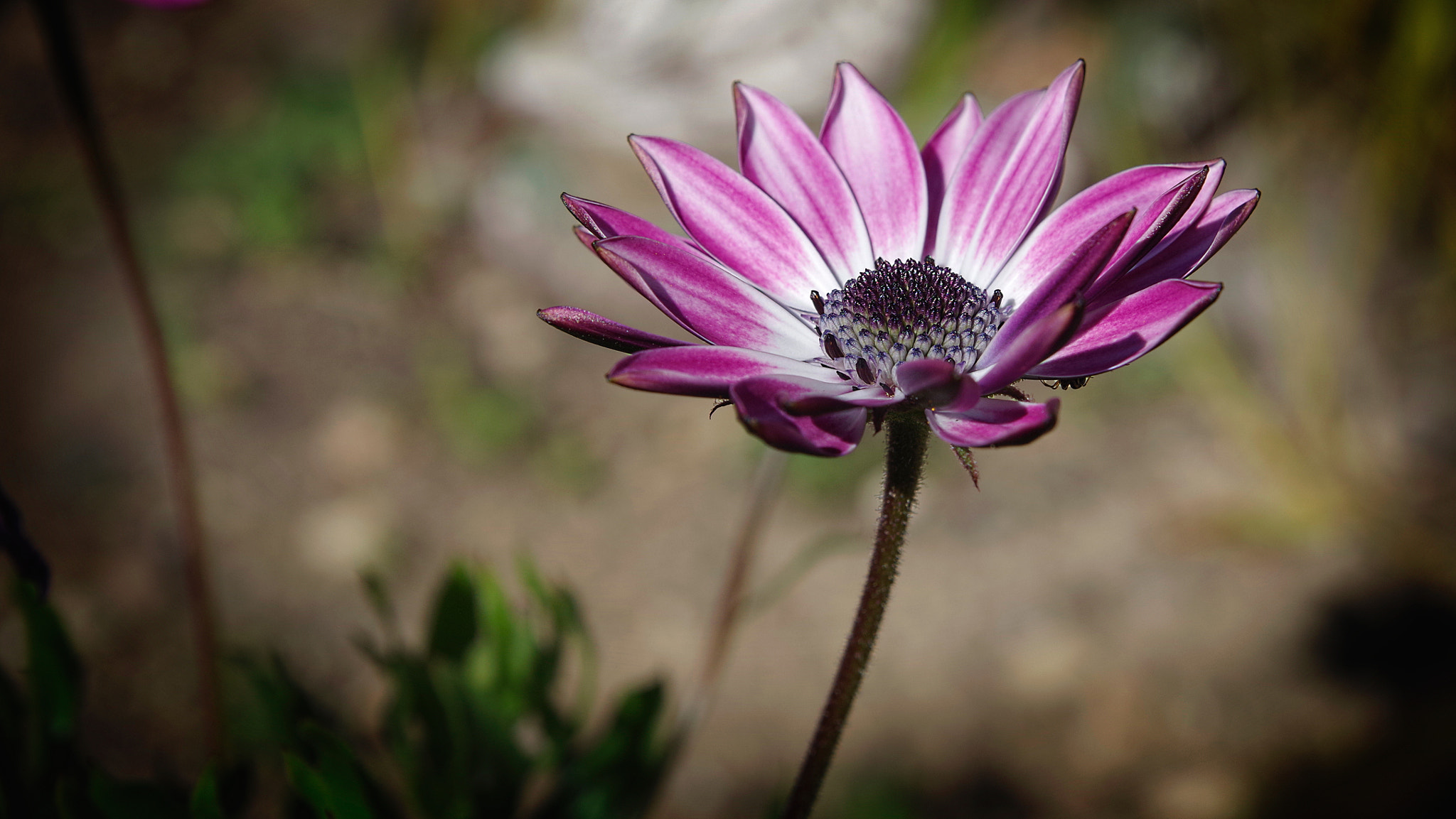 Pentax K-S1 sample photo. Beauty photography