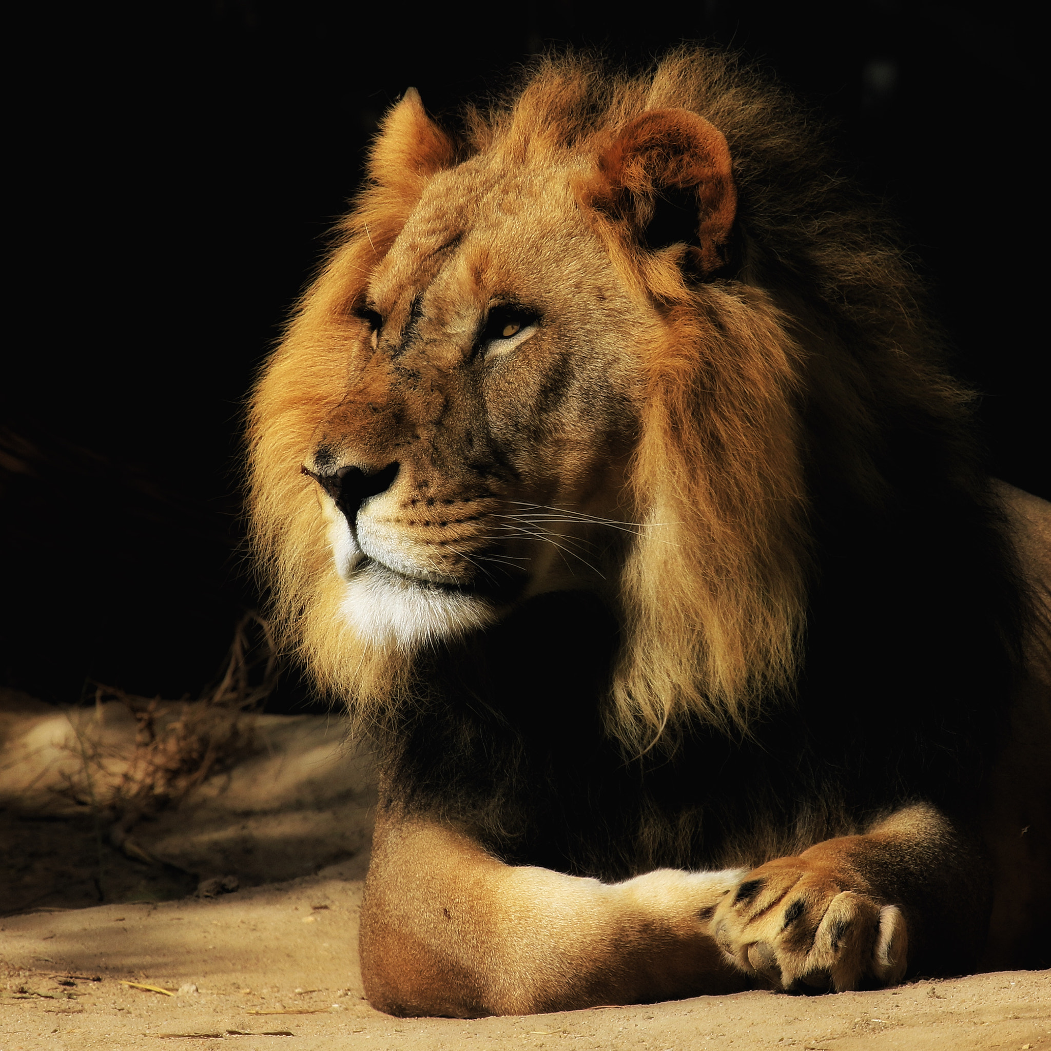 Canon EF 100-400mm F4.5-5.6L IS USM sample photo. Lion king photography