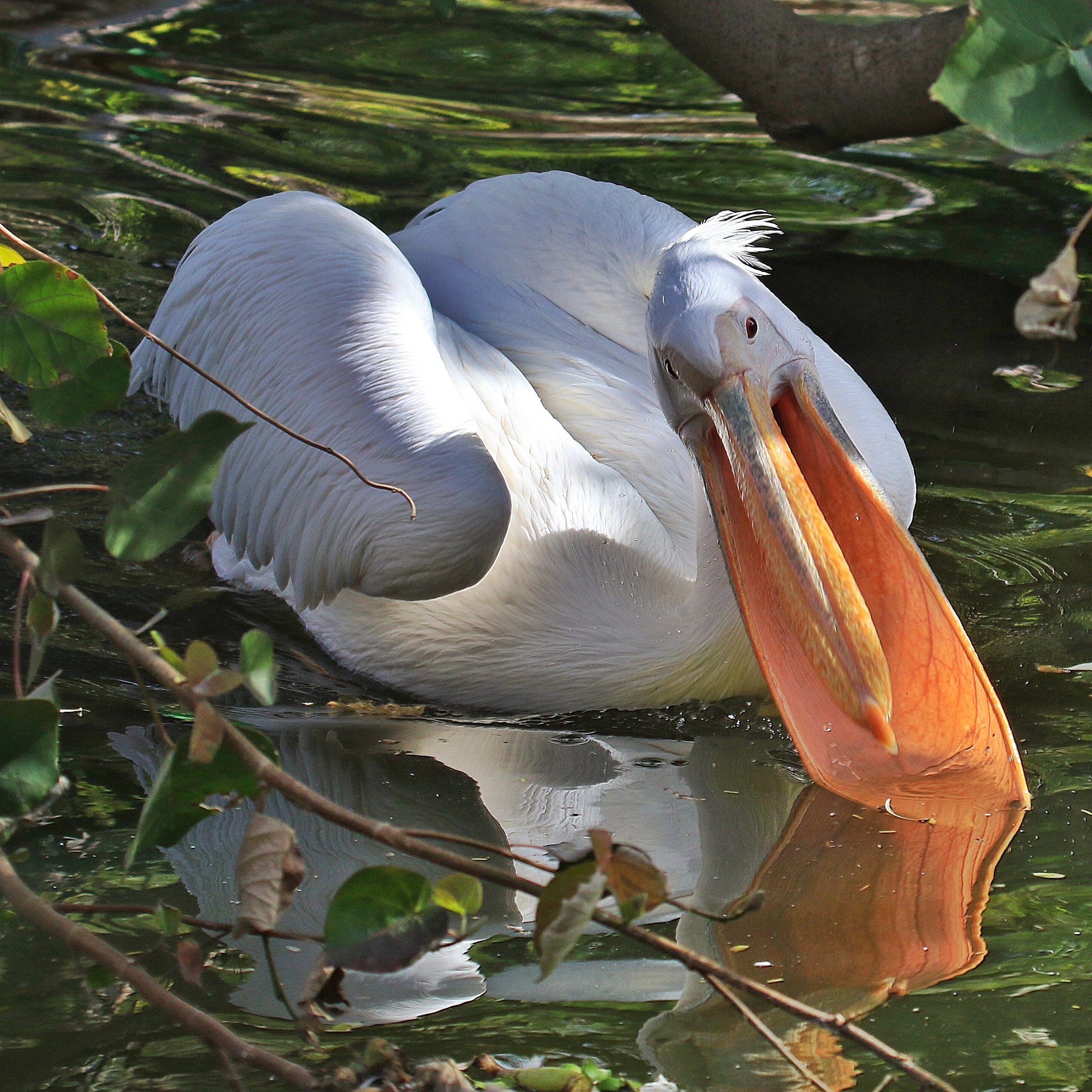 Canon EF 100-400mm F4.5-5.6L IS USM sample photo. Swan in animals zoo kuwait photography