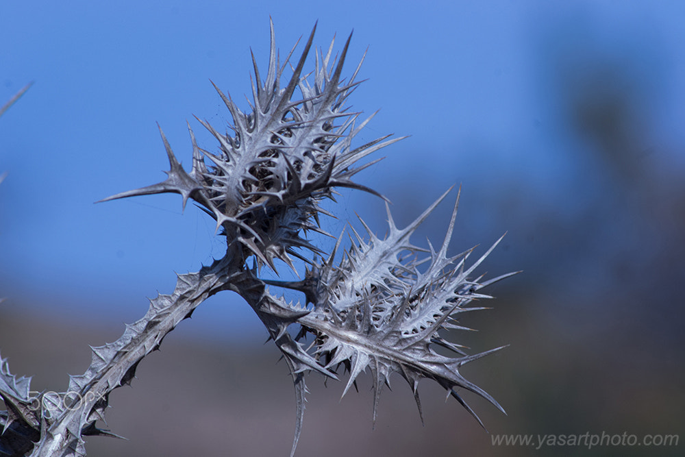 Nikon D3100 + AF Nikkor 70-210mm f/4-5.6 sample photo. Plantes mortes photography