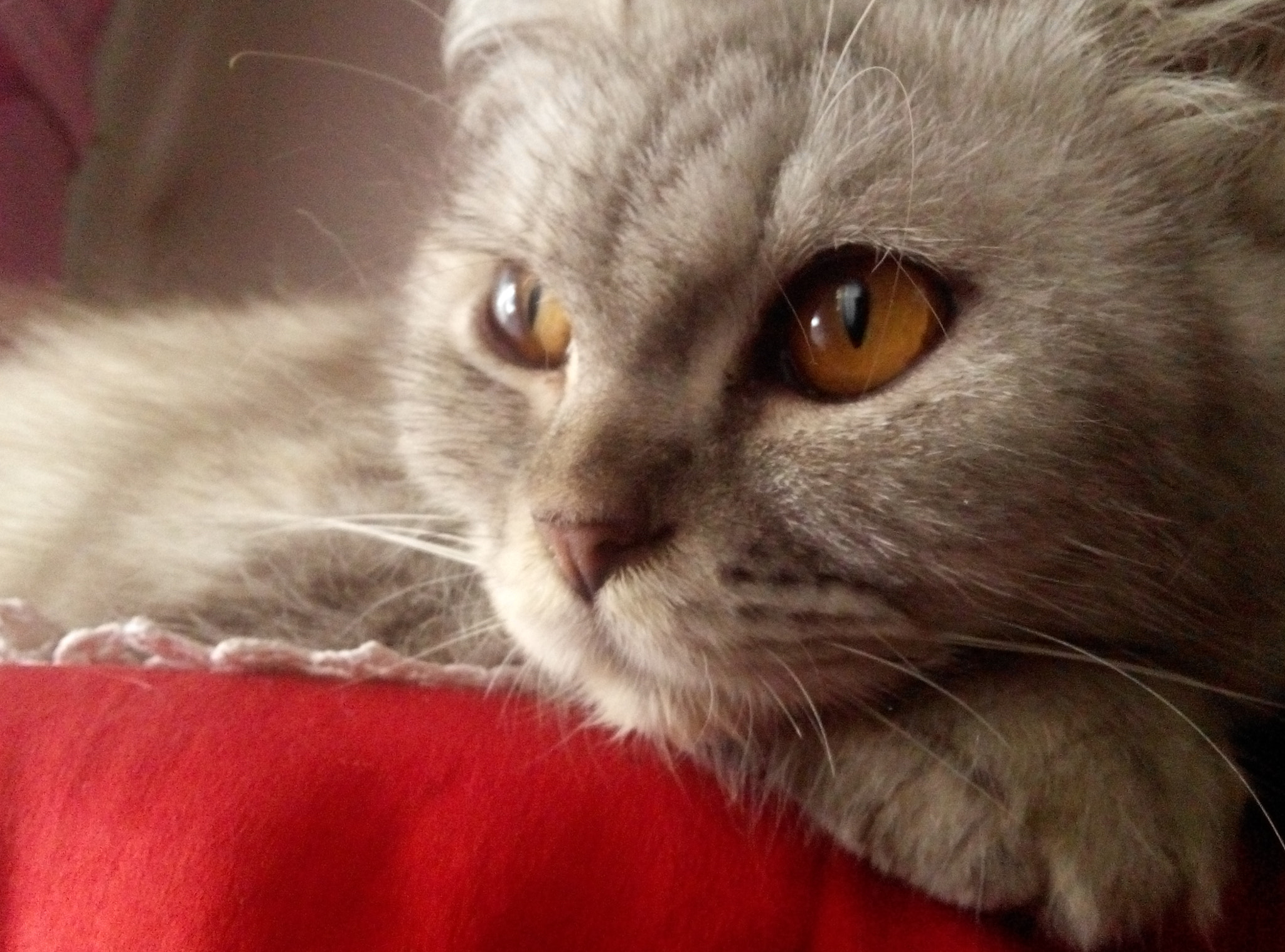 Xiaomi HM NOTE sample photo. Mellow eyes  photography
