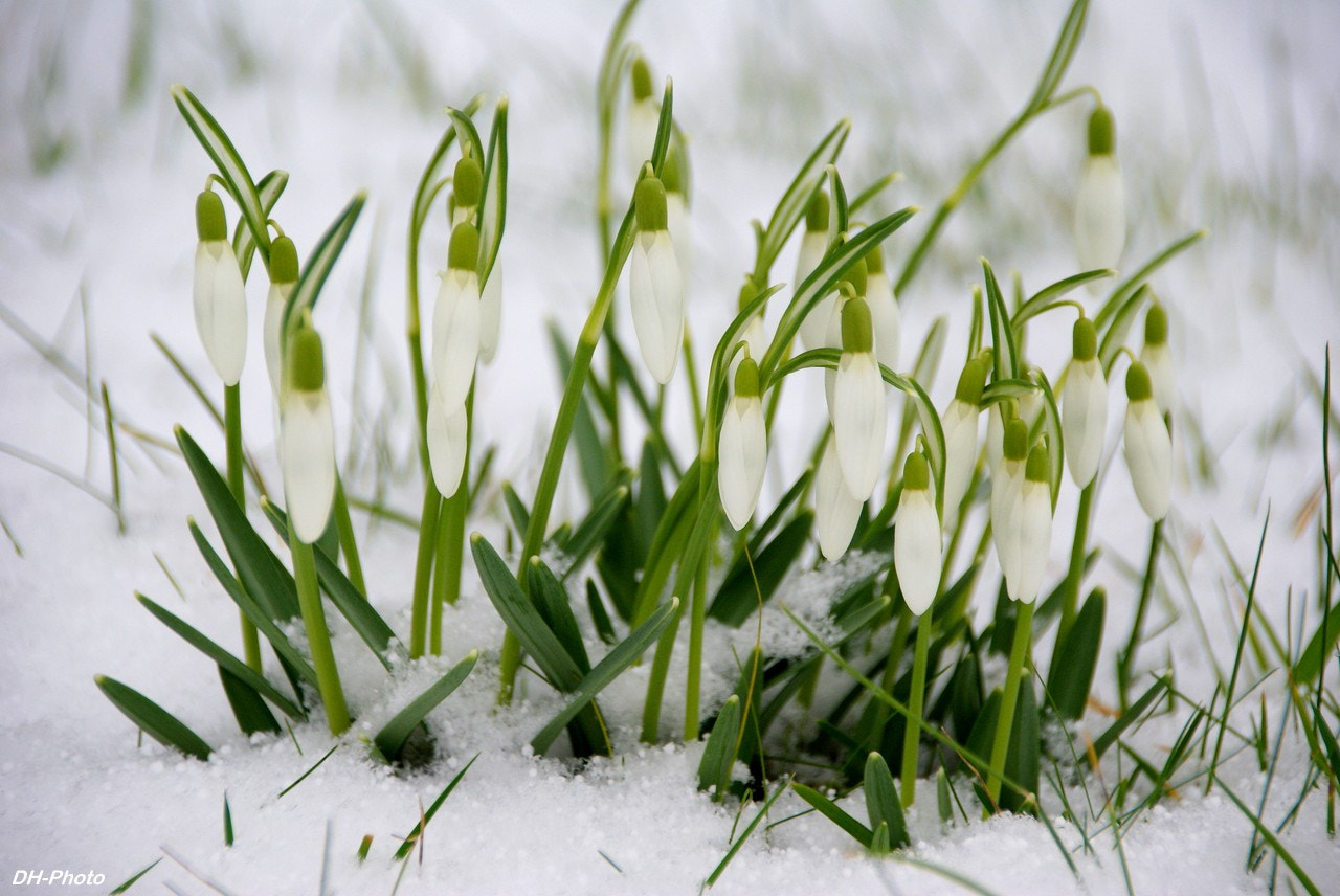 Sigma 18-250mm F3.5-6.3 DC OS HSM sample photo. Snowdrops - little bells in snow photography
