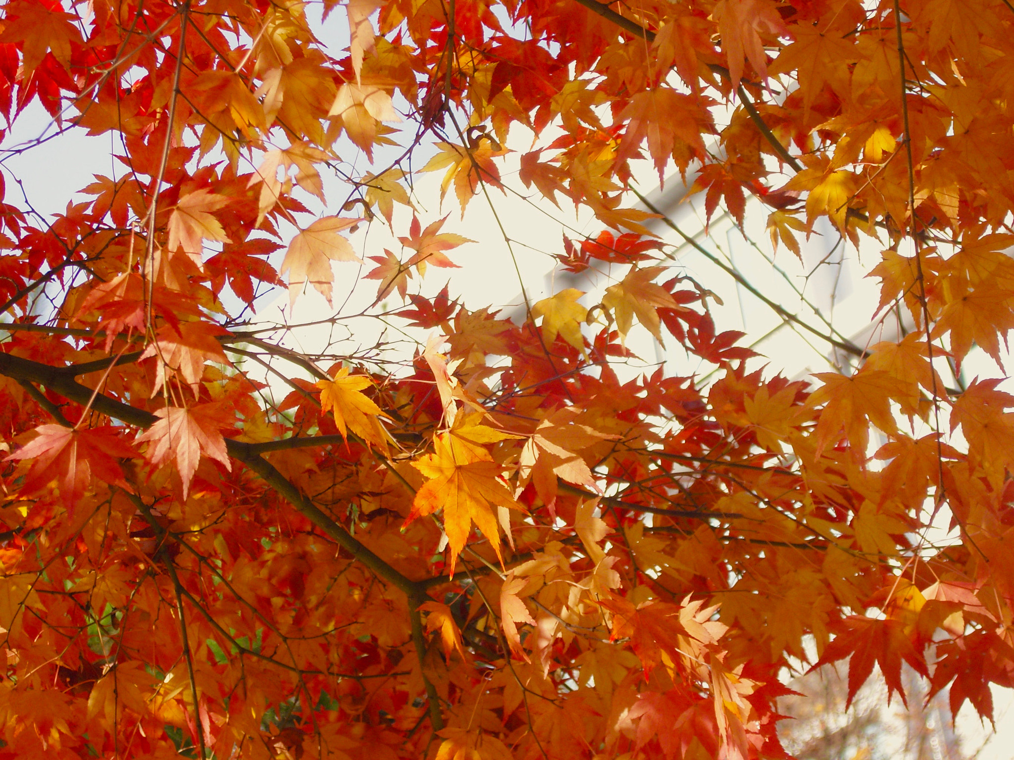 Samsung VLUU NV10, NV10 sample photo. Beautiful maple. photography