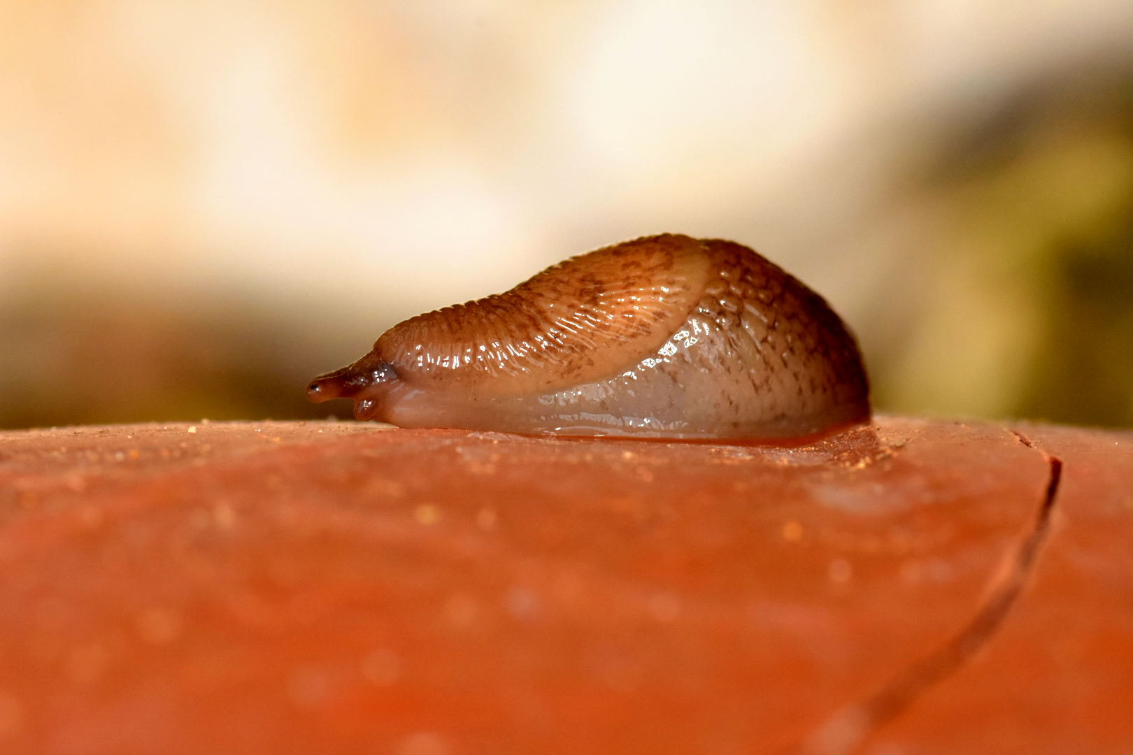 Nikon D7200 + Sigma 105mm F2.8 EX DG Macro sample photo. Snail photography
