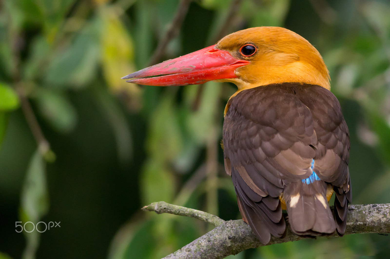 Canon EOS 60D + Canon EF 400mm F5.6L USM sample photo. Brown-winged kingfisher photography