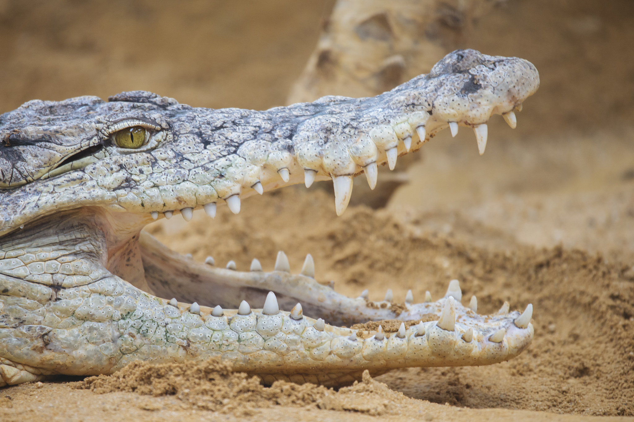 Canon EF 100-400mm F4.5-5.6L IS USM sample photo. Crocodile with open mouth photography