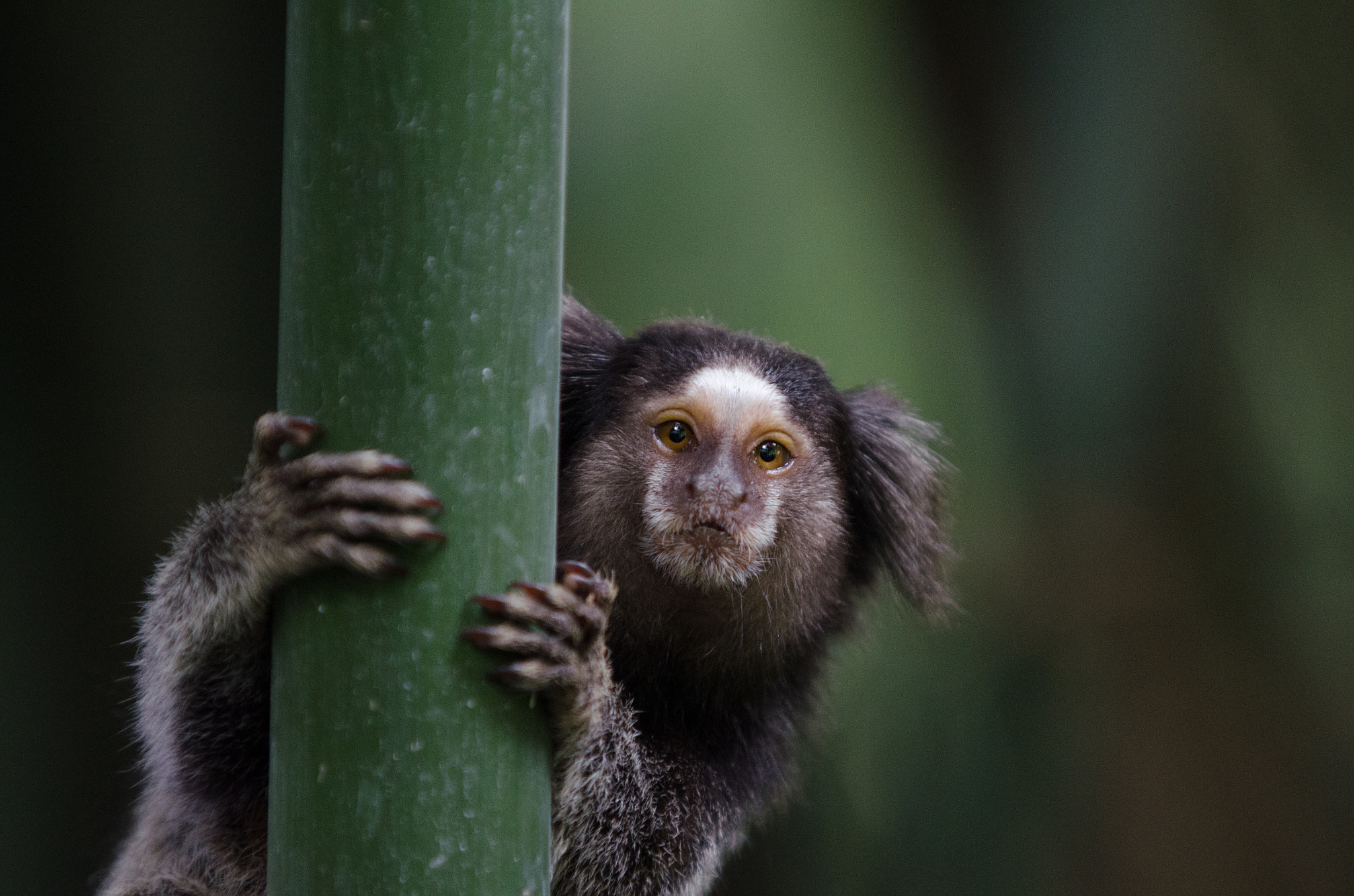 AF-S Zoom-Nikkor 80-200mm f/2.8D IF-ED sample photo. Sagui photography