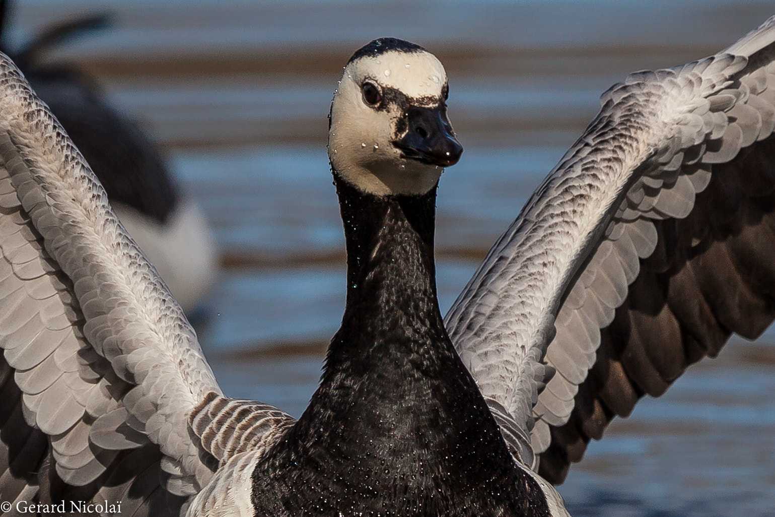 Canon EF 300mm F2.8L IS USM sample photo. Barnacle goose up close photography