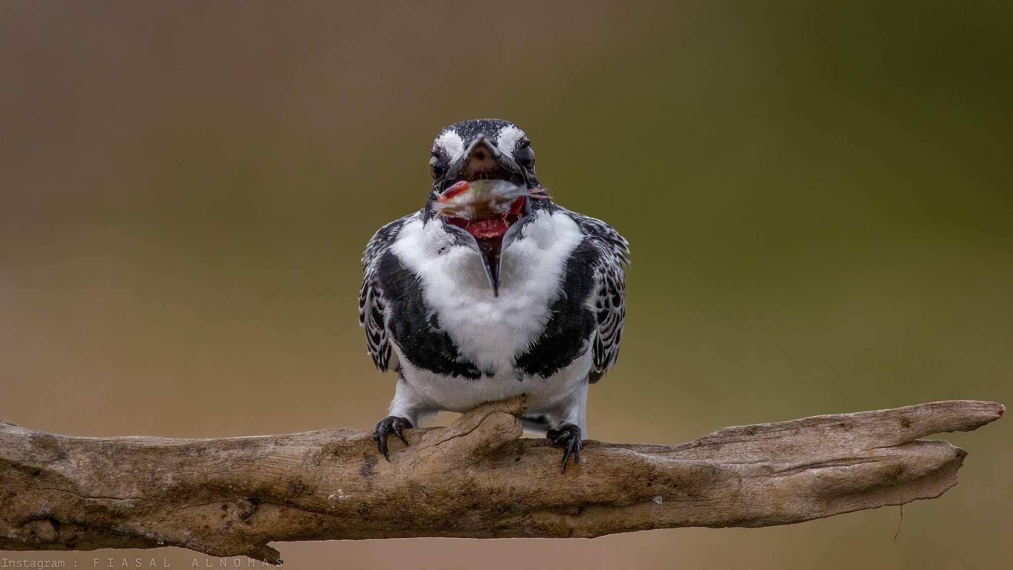 Canon EF 800mm F5.6L IS USM sample photo. Feed me more photography