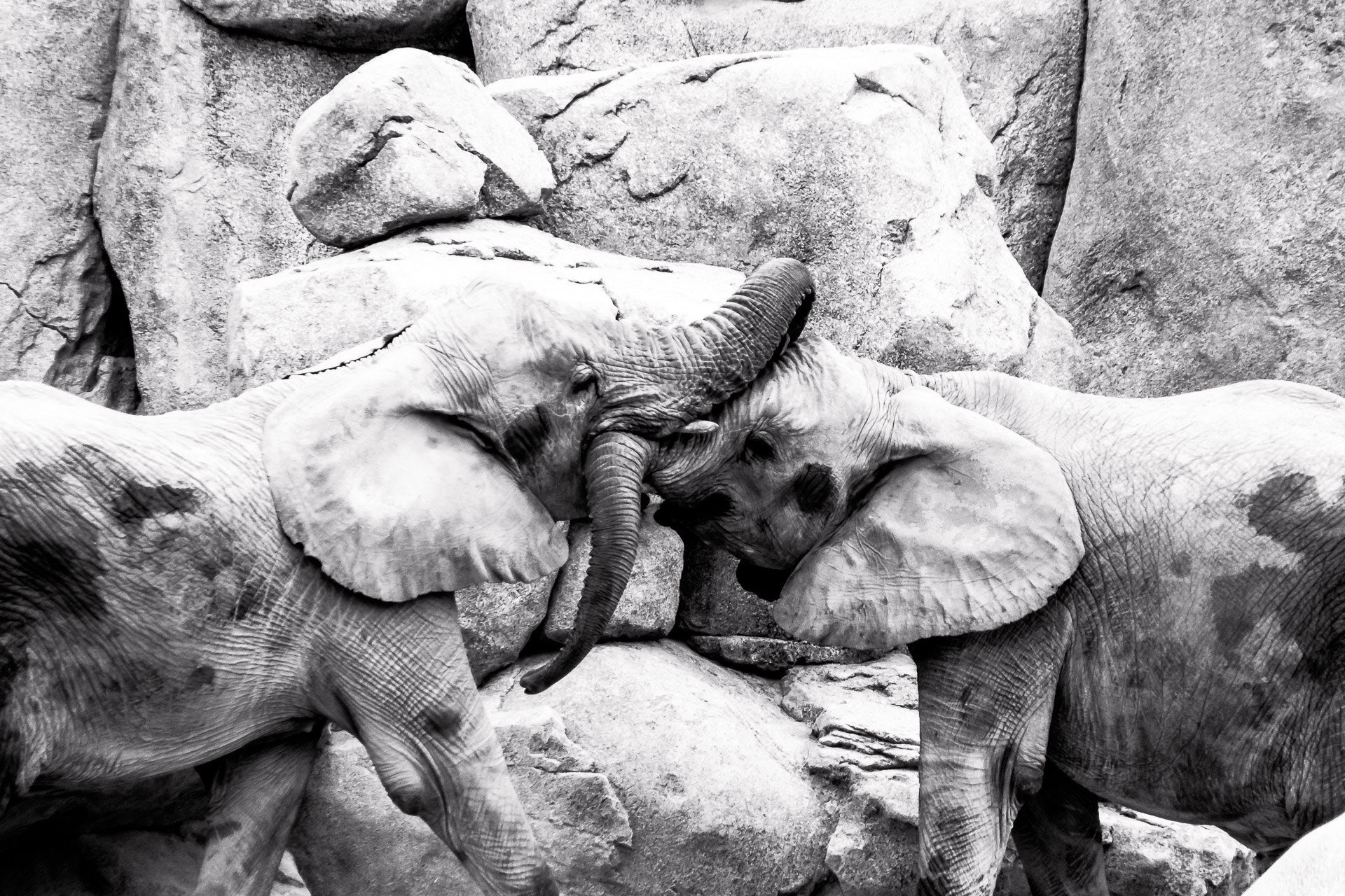 Sigma 18-250mm F3.5-6.3 DC OS HSM sample photo. Playing elephants photography