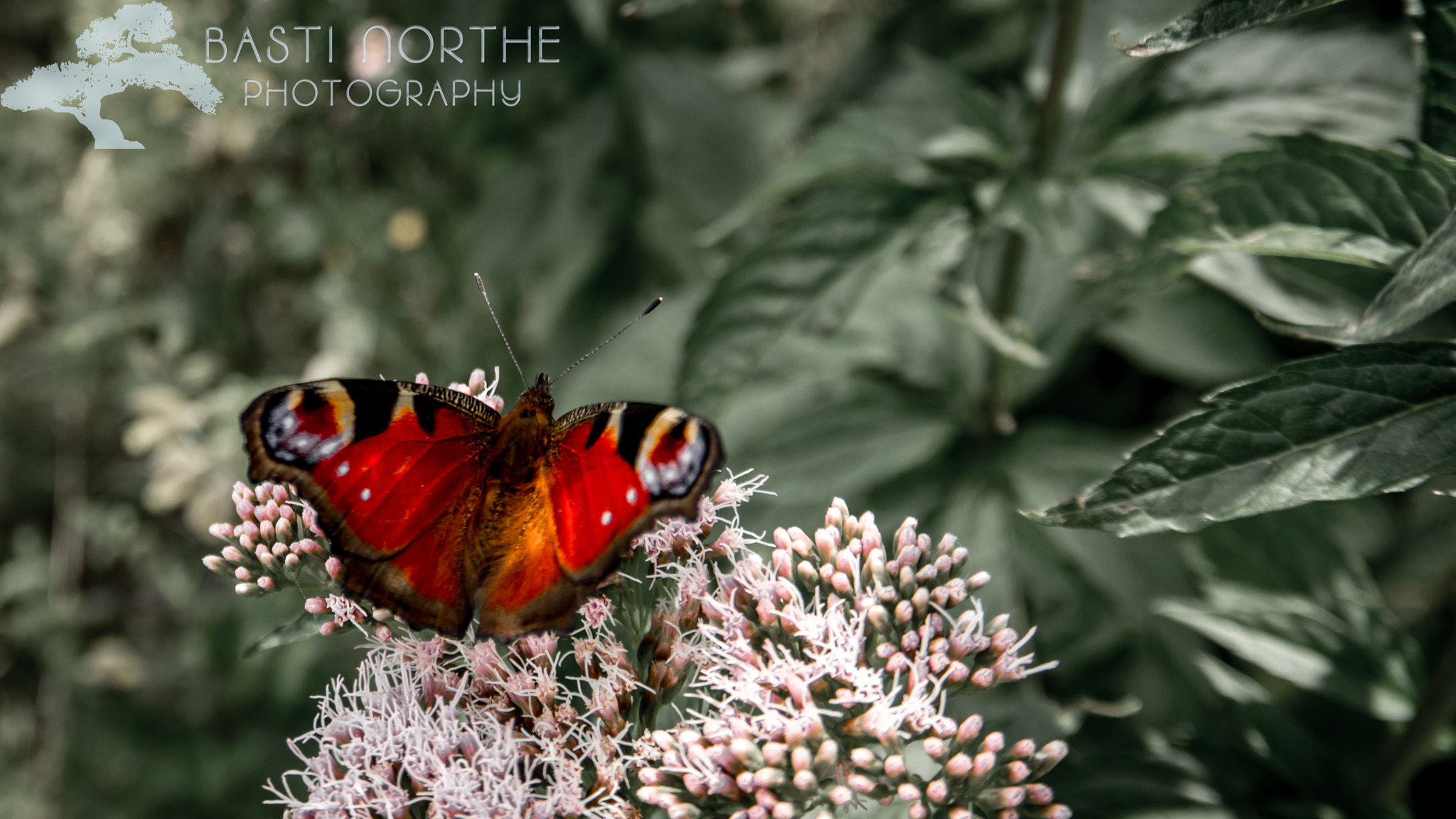 Samsung NX 18-200mm F3.5-6.3 ED OIS sample photo