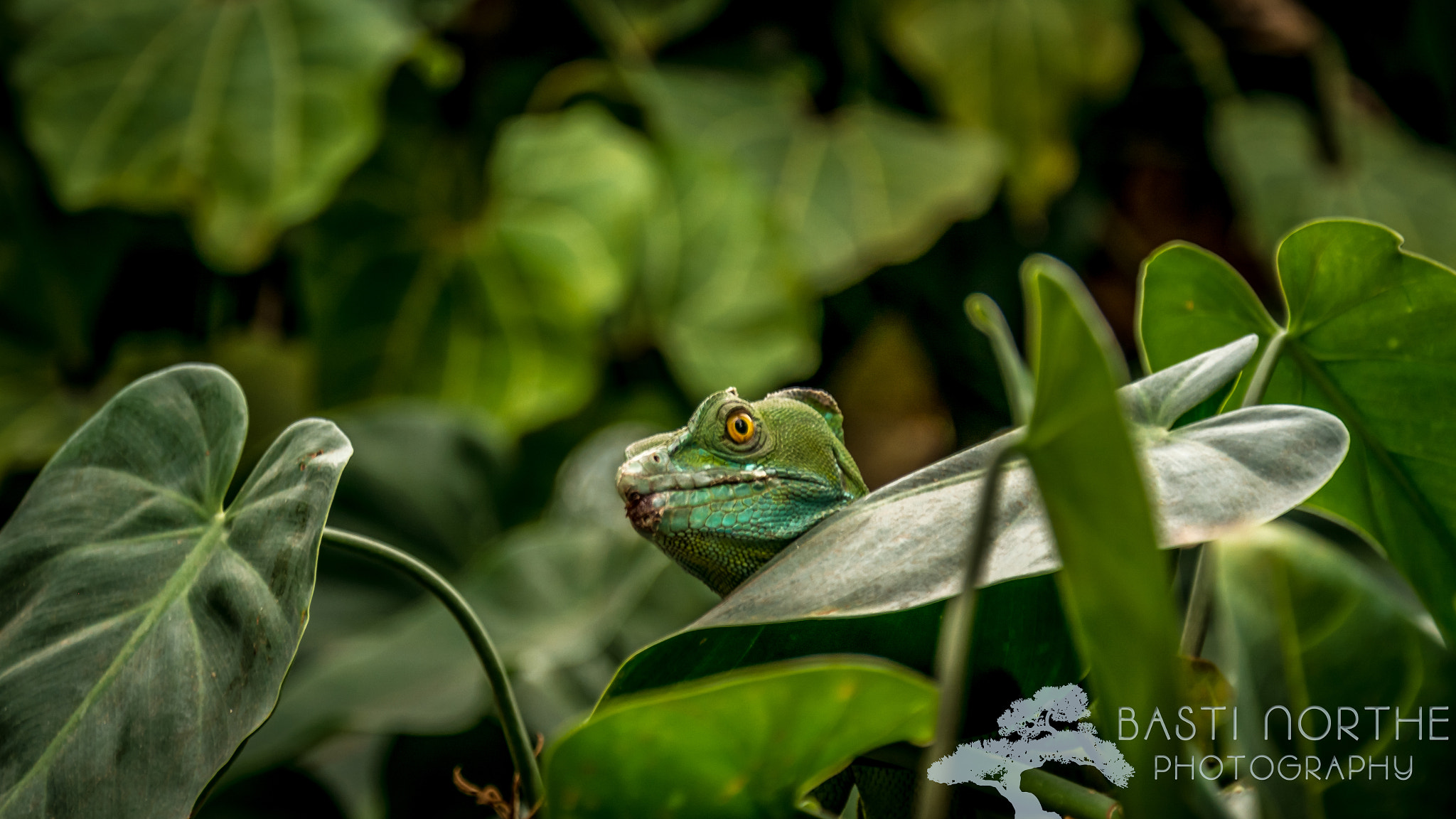 Samsung NX 18-200mm F3.5-6.3 ED OIS sample photo