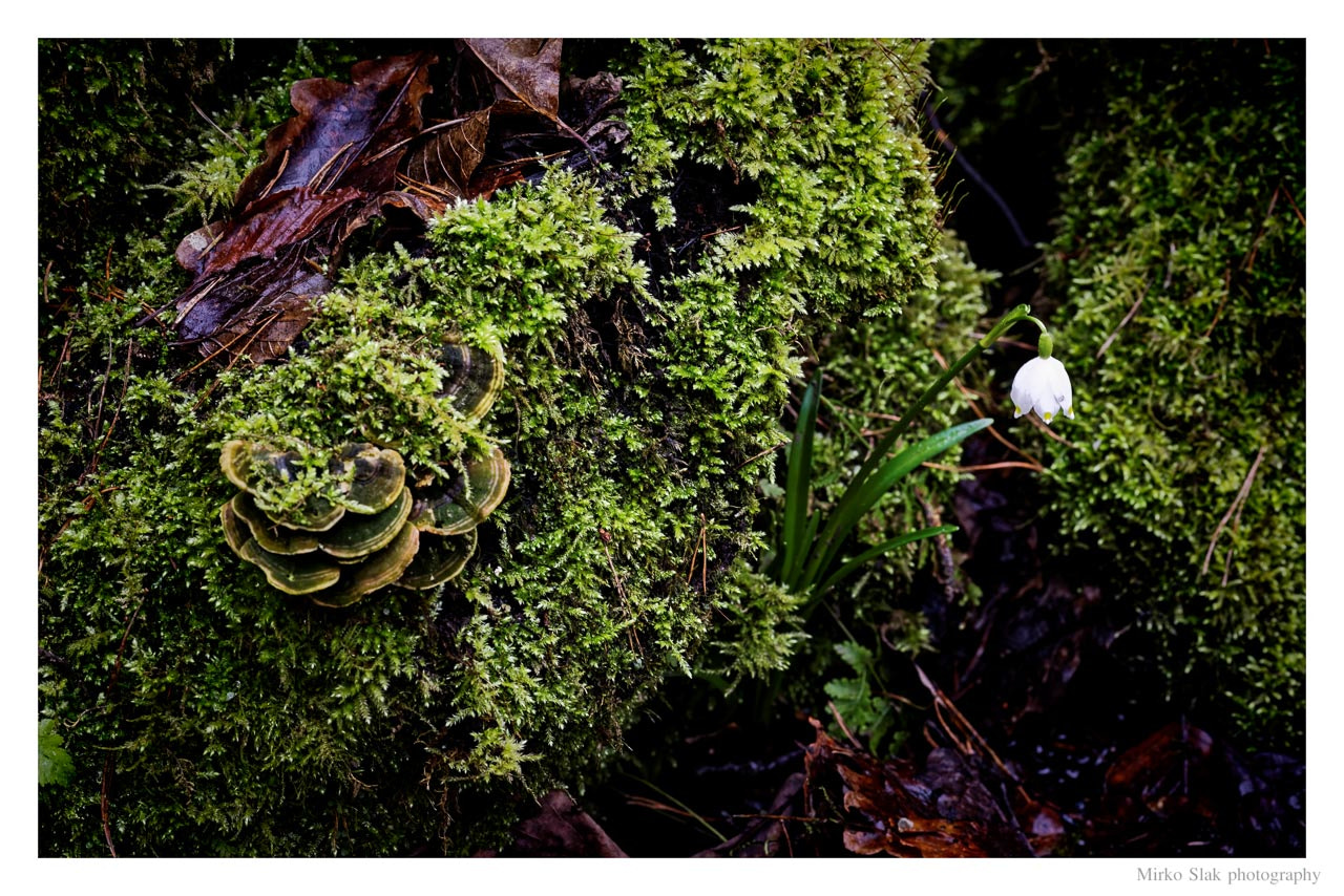 Nikon D610 + Sigma 70mm F2.8 EX DG Macro sample photo. Leucojum vernum photography