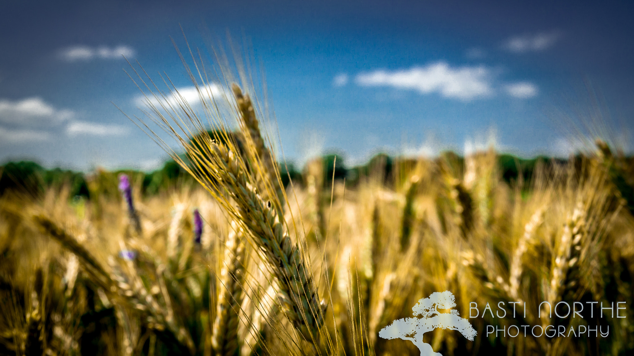Samsung NX 18-200mm F3.5-6.3 ED OIS sample photo. Kornfeld photography