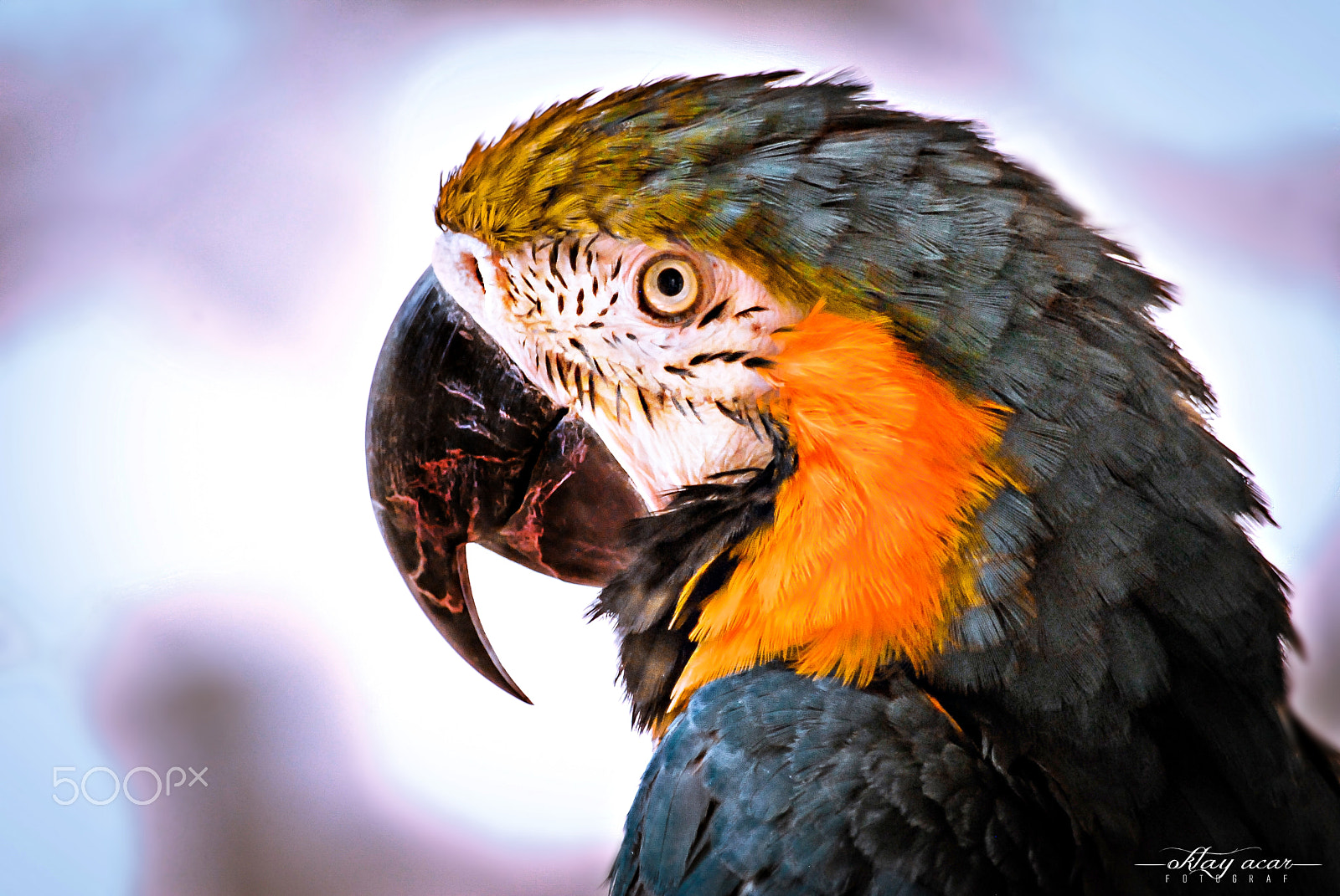 Nikon D200 sample photo. Ara parrot. photography