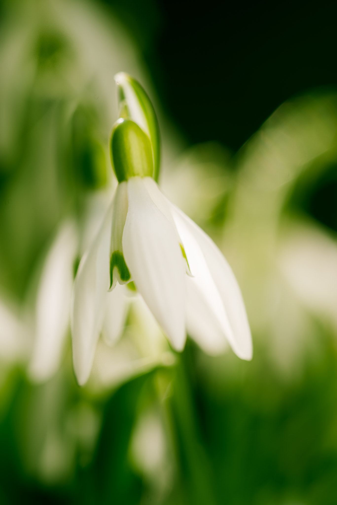 Nikon D800 + Nikon AF Micro-Nikkor 200mm F4D ED-IF sample photo. Snow drop close up | galanthus photography