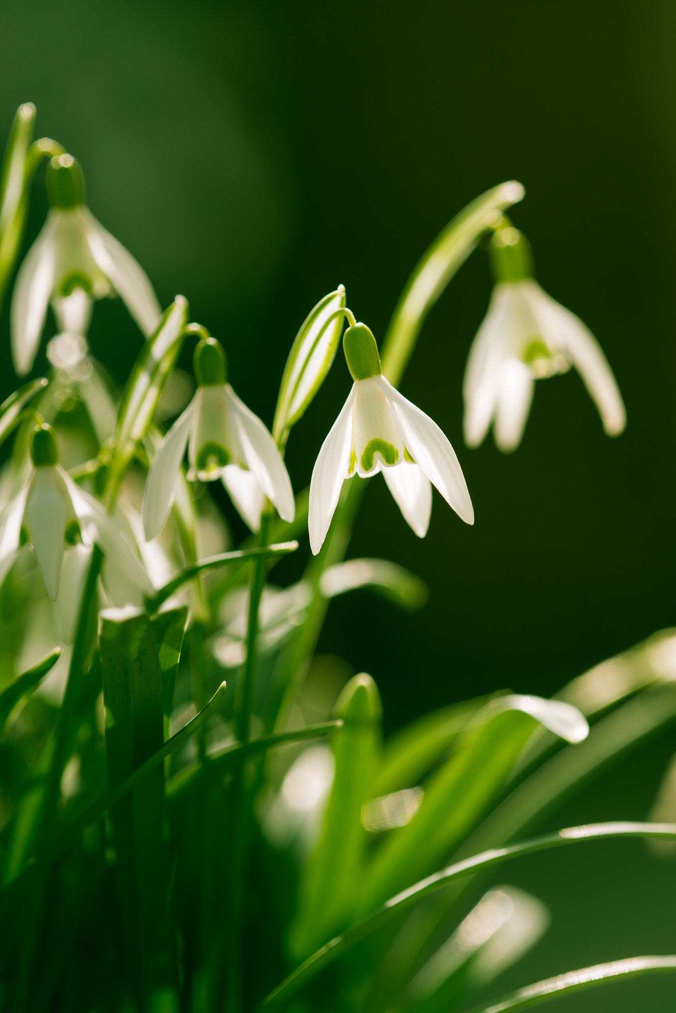 Nikon D800 + Nikon AF Micro-Nikkor 200mm F4D ED-IF sample photo. Snowdrop close up in soft light | galanthus photography