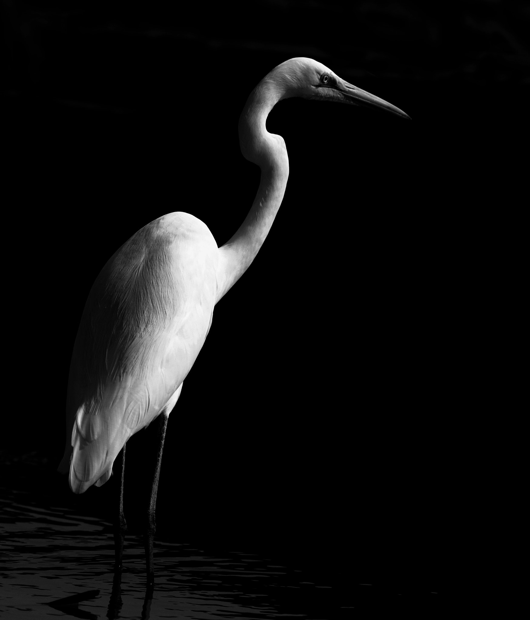 Nikon AF-S Nikkor 200-500mm F5.6E ED VR sample photo. Great egret photography