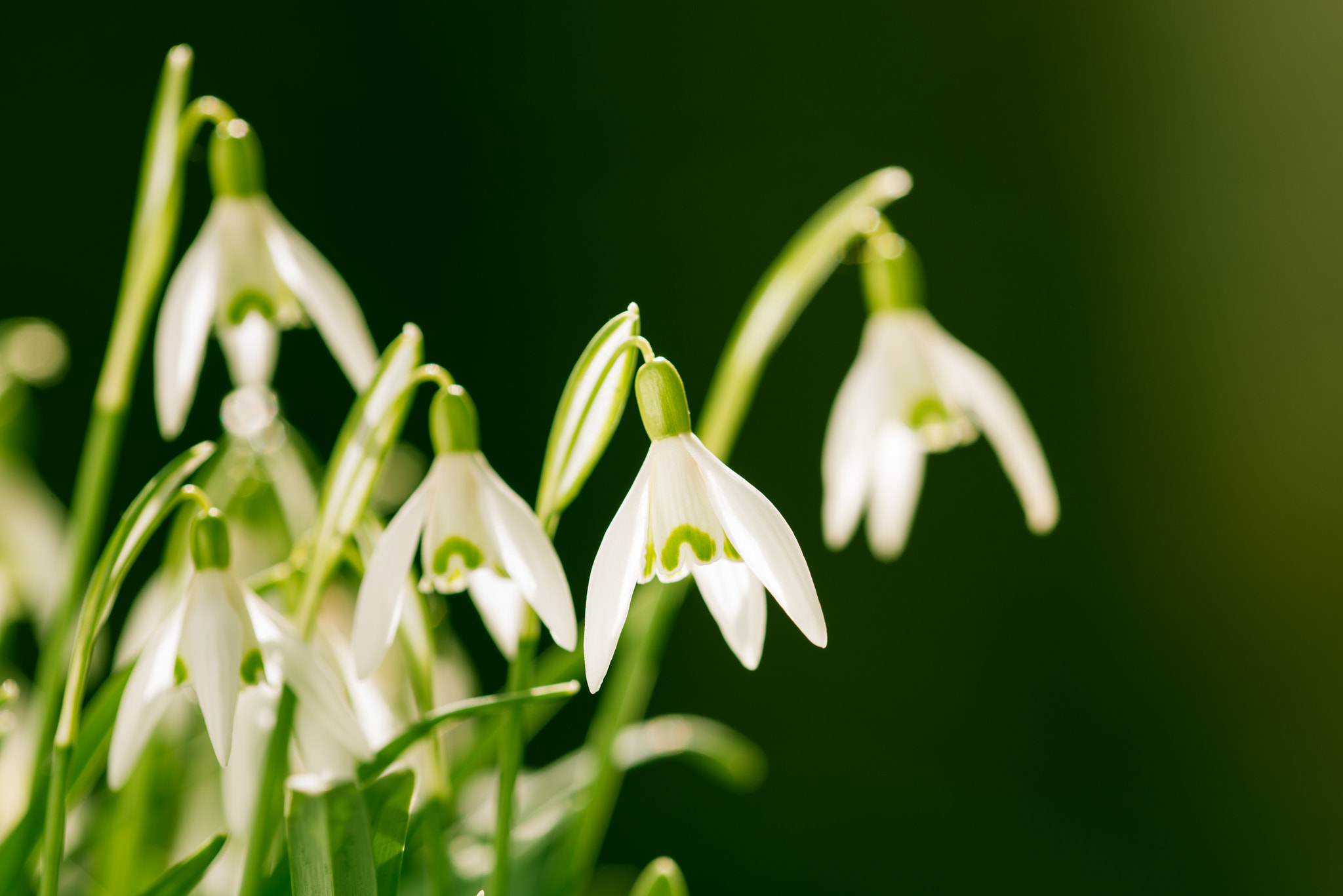 Nikon D800 + Nikon AF Micro-Nikkor 200mm F4D ED-IF sample photo. Snowdrops with clean background photography