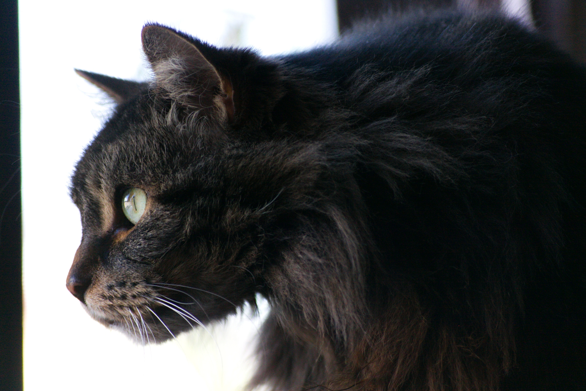 Sigma 55-200mm f/4-5.6 DC sample photo. Apache photography