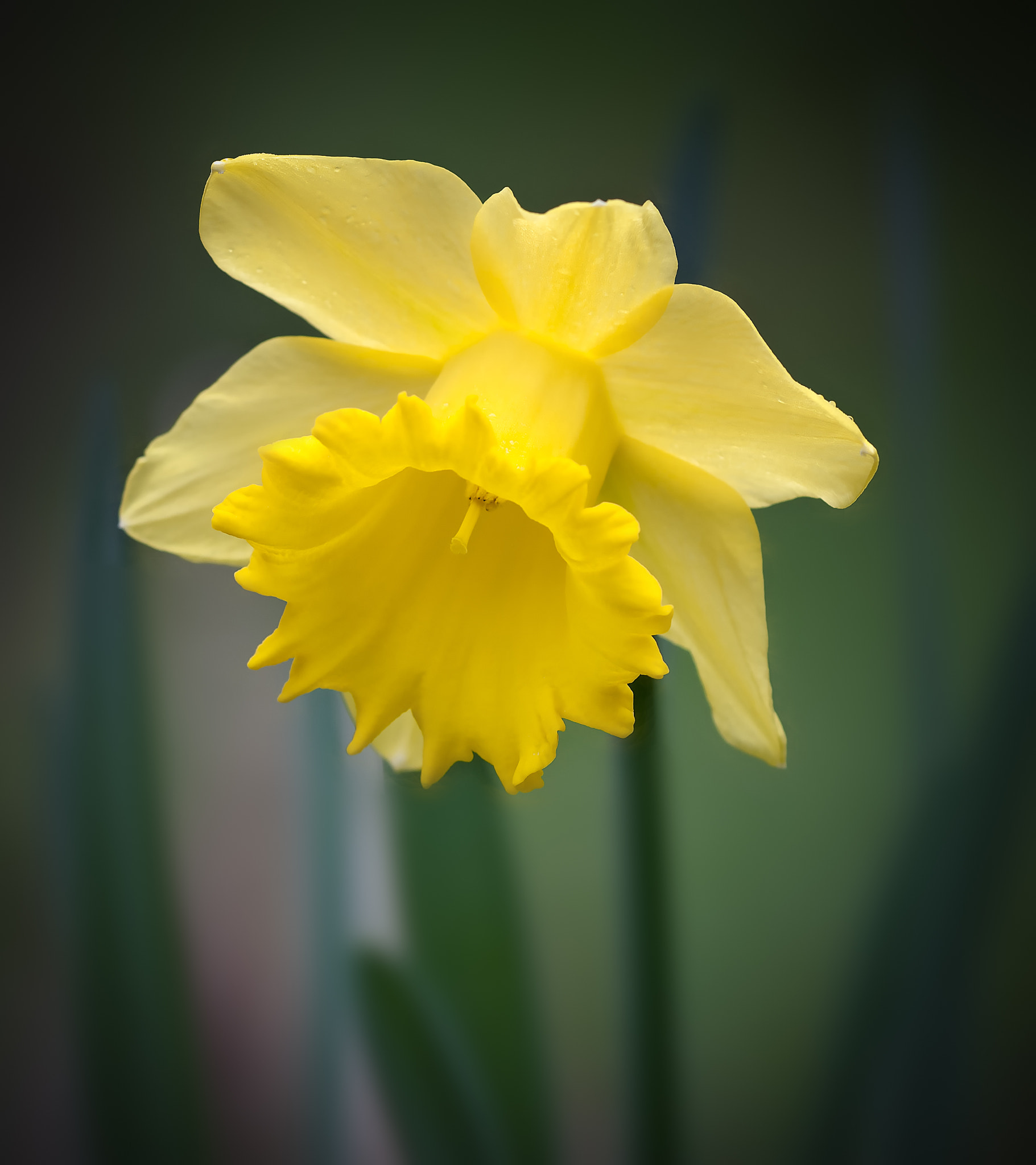 Sigma 150mm F2.8 EX DG Macro HSM sample photo. Daffodil photography