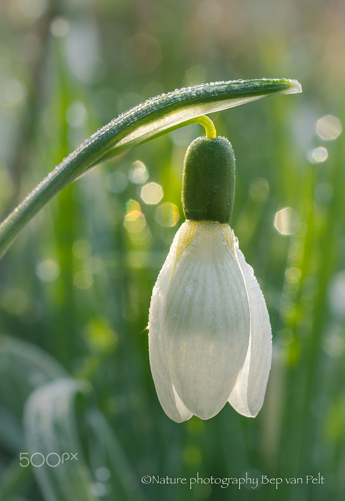 Nikon D7000 + Sigma 50mm F2.8 EX DG Macro sample photo. Snow drop with morning dew photography