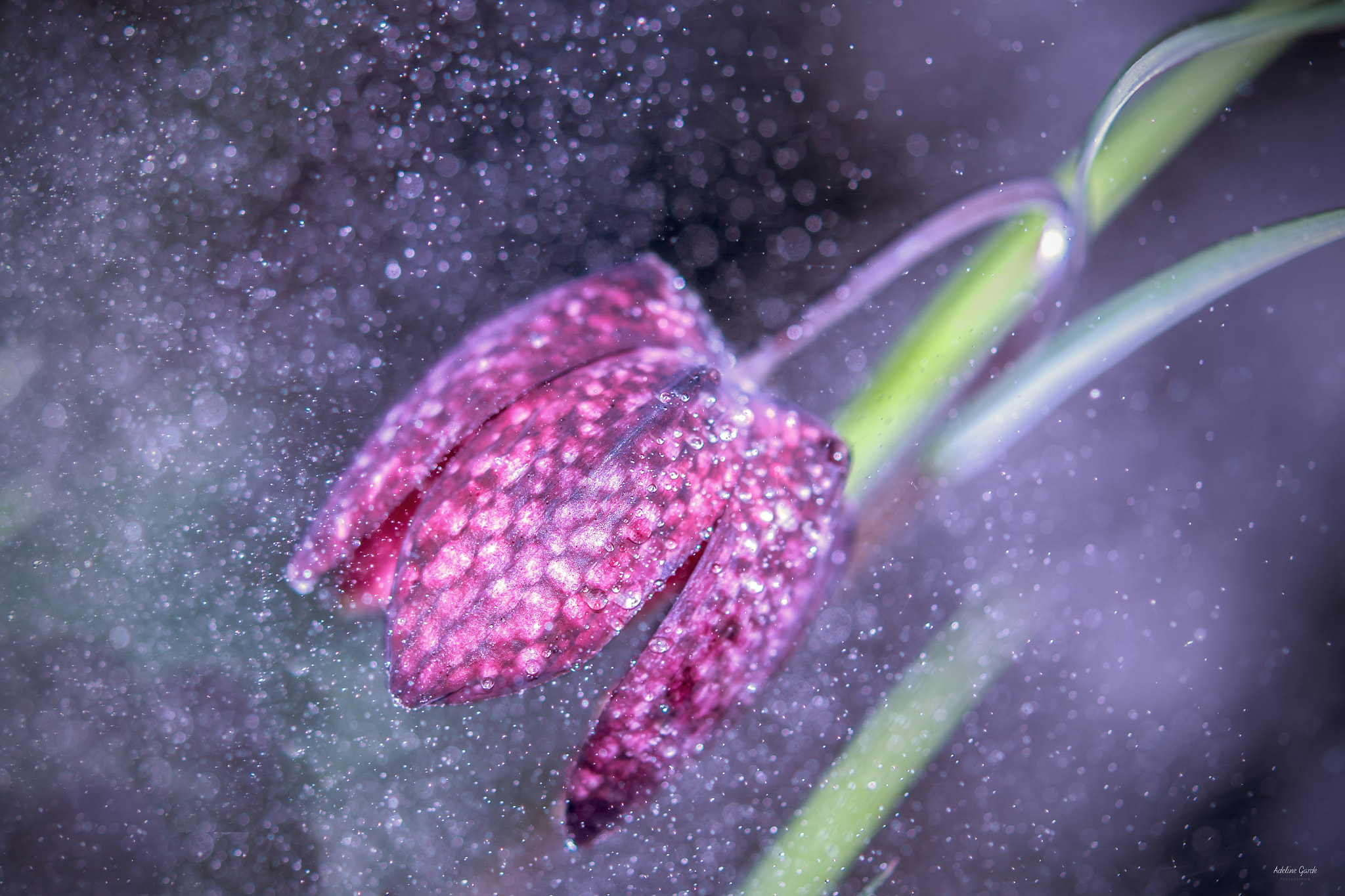 Nikon AF-S Micro-Nikkor 60mm F2.8G ED sample photo. Pluie d'étoiles photography