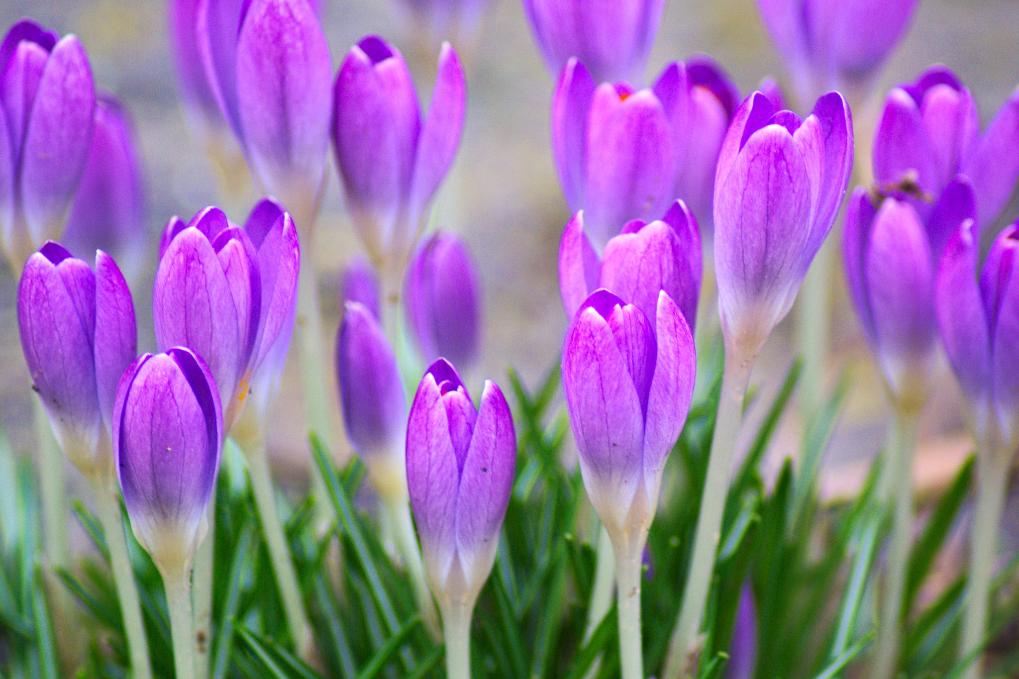 Tamron AF 70-300mm F4-5.6 Di LD Macro sample photo. Crocus photography