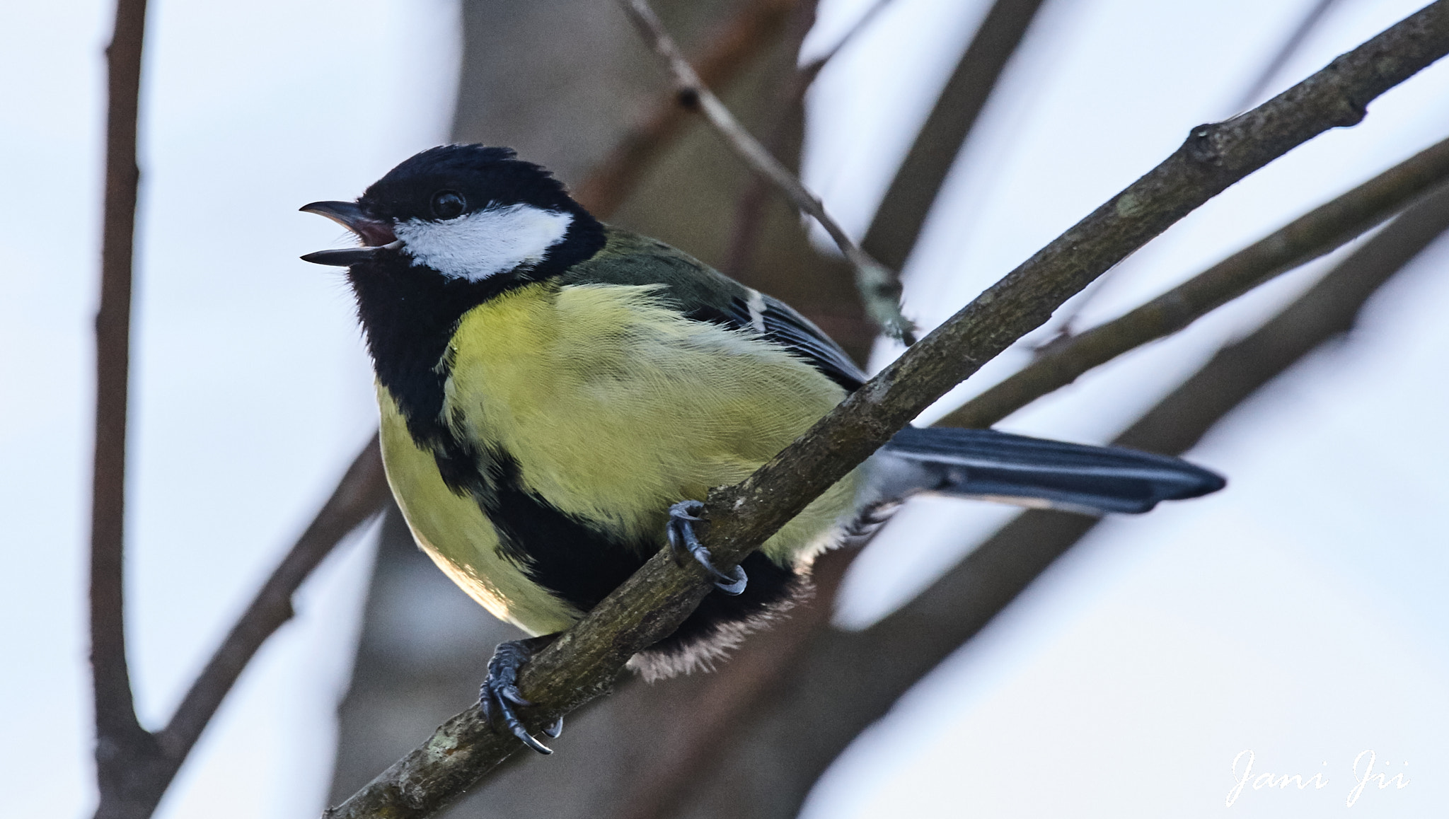 Canon EOS-1D Mark III sample photo. Singing serenade photography
