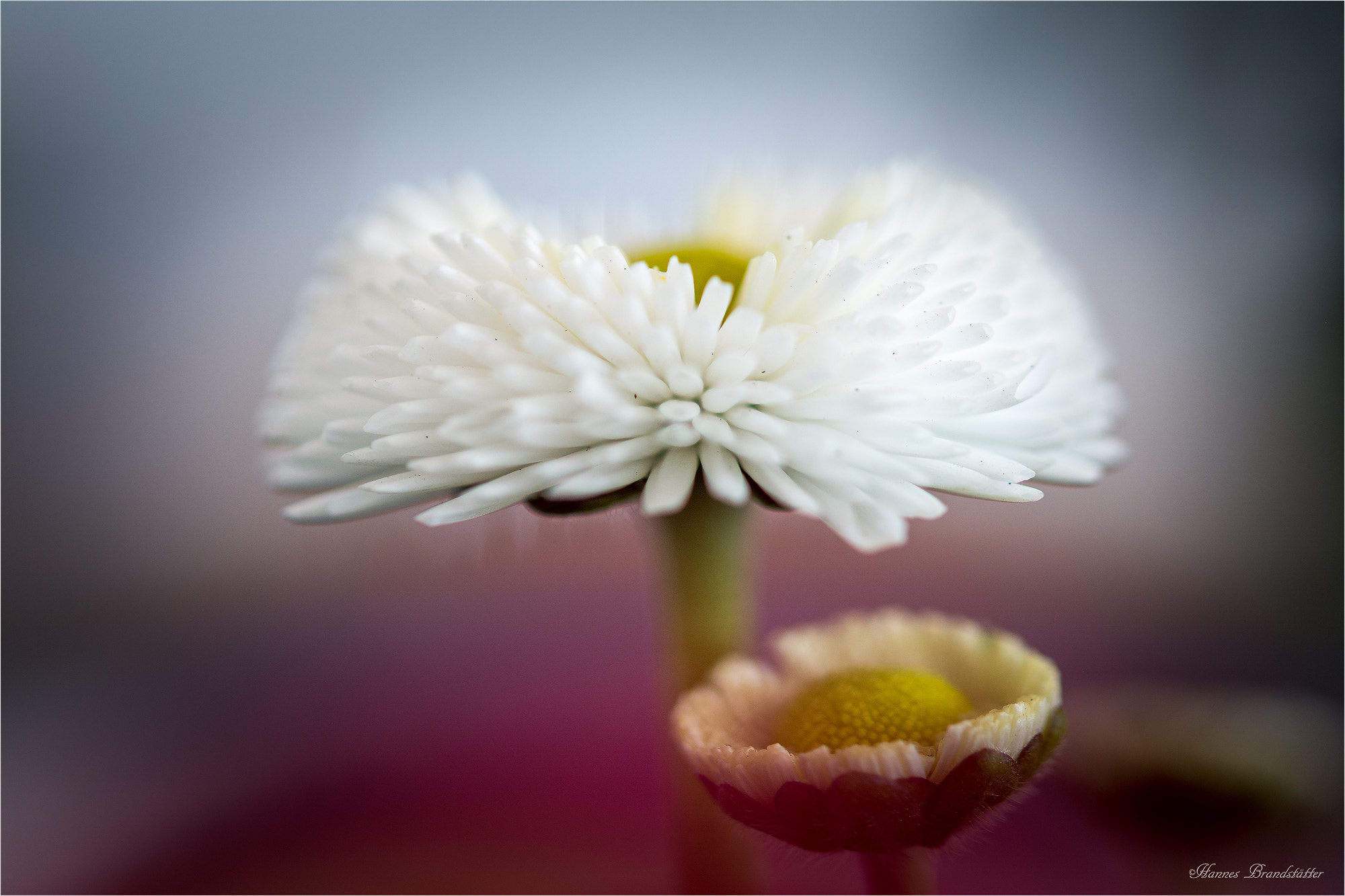 Nikon AF-S Micro-Nikkor 60mm F2.8G ED sample photo. Bellis photography
