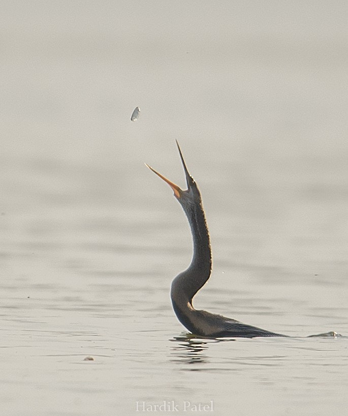 Nikon D4S sample photo. The catch... photography