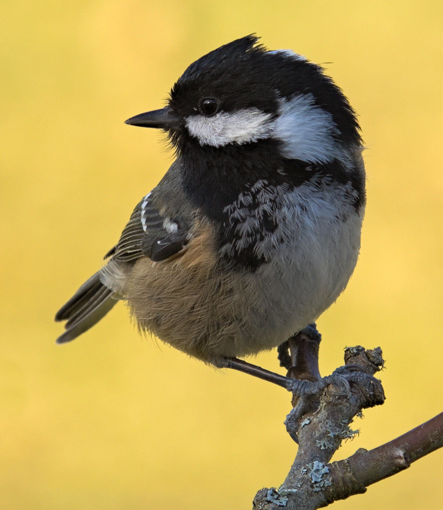 Pentax K-3 sample photo. Coal tit on branch photography