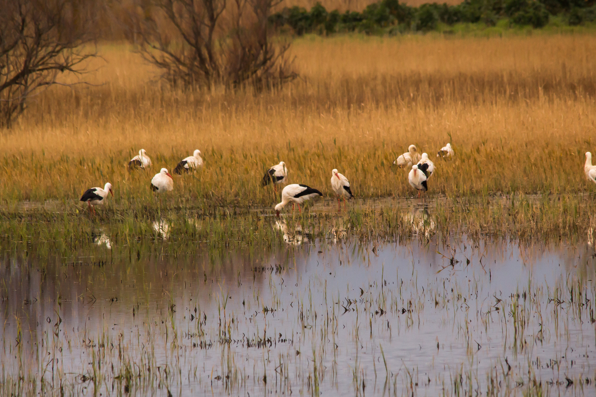 Sigma 150-500mm F5-6.3 DG OS HSM sample photo. Storks family photography
