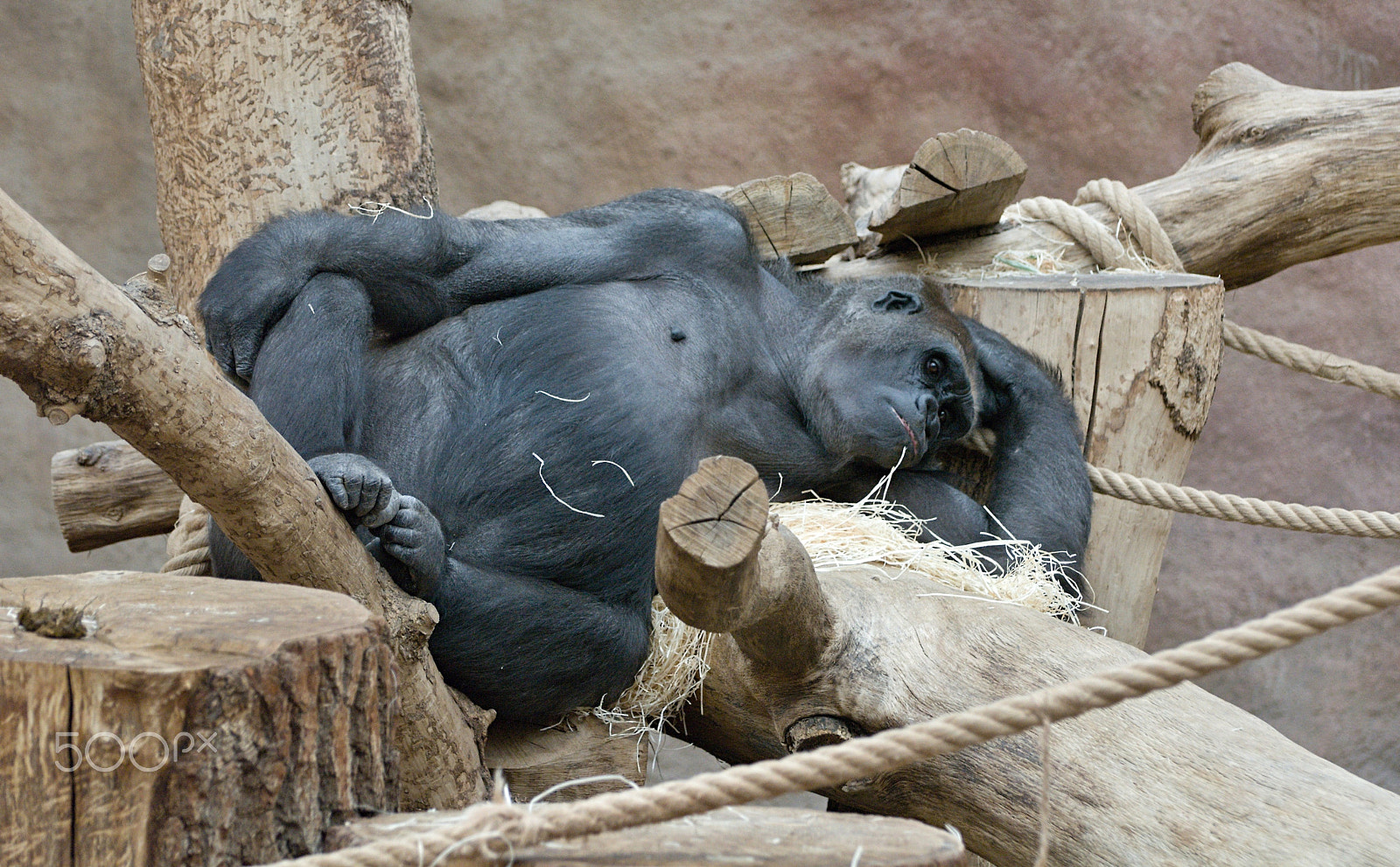 70.00 - 300.00 mm f/4.5 - 5.6 sample photo. Gorila v zoo photography