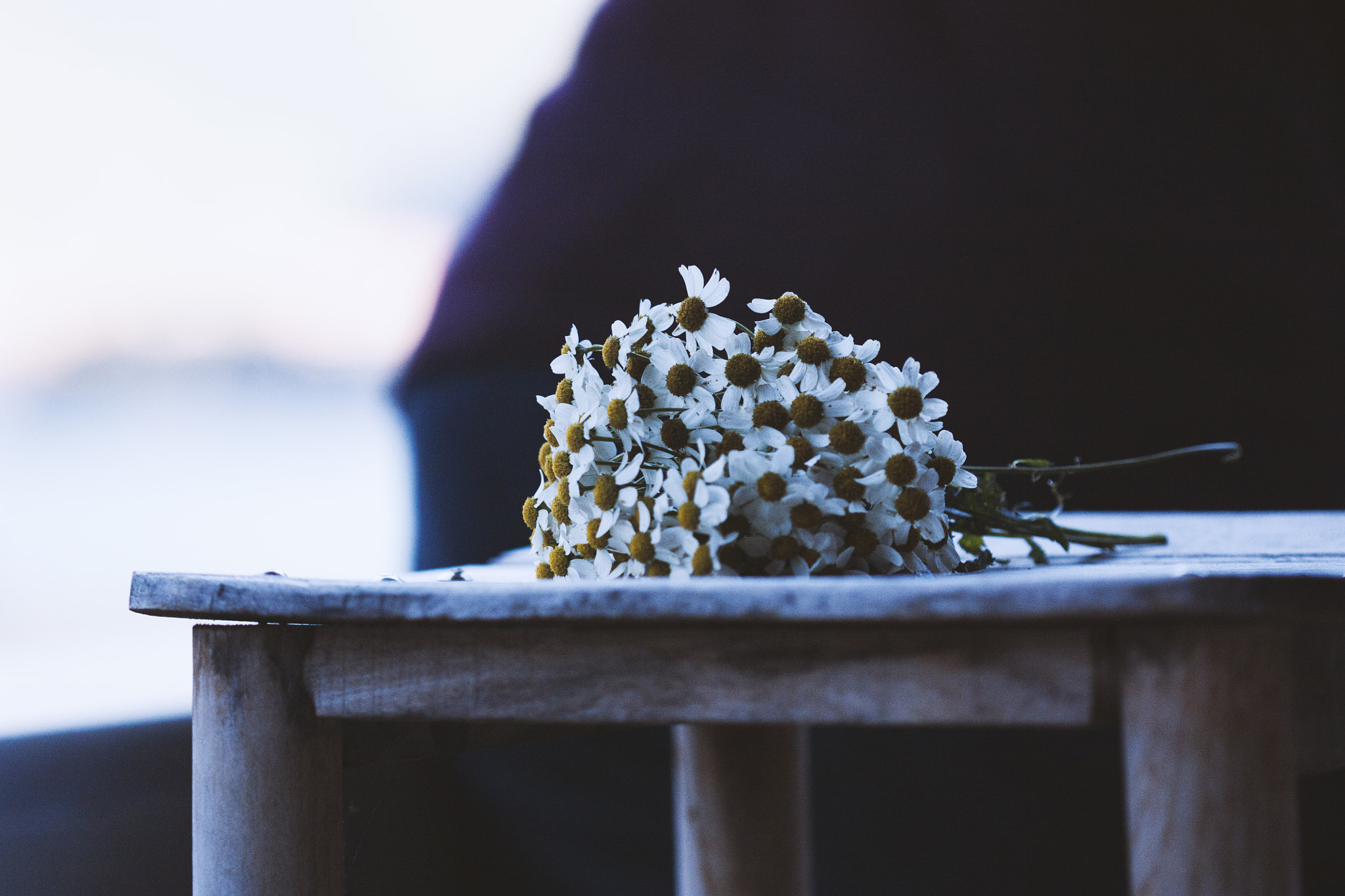 Canon EF 100mm F2.8 Macro USM sample photo. Feverfew photography