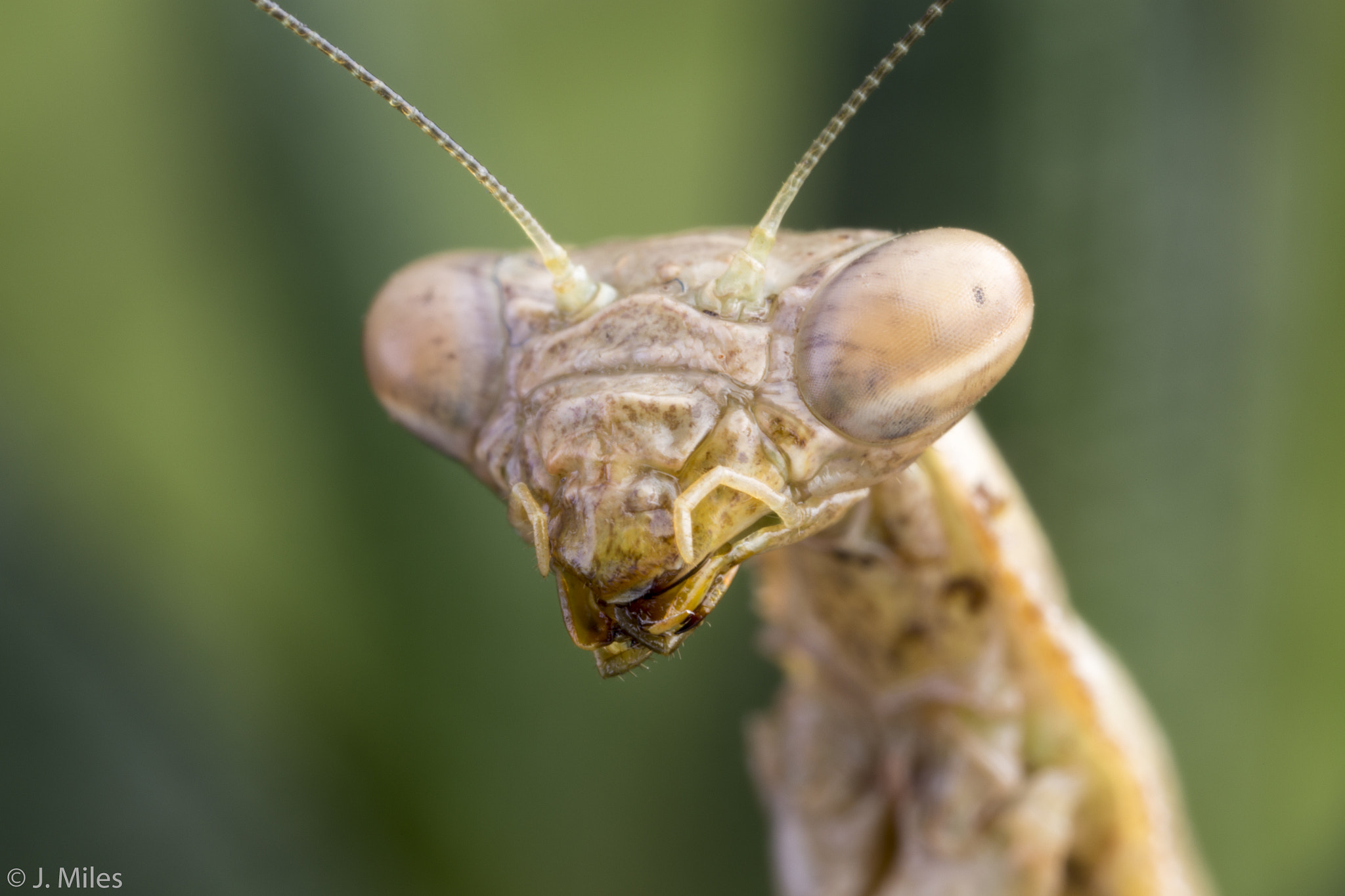 Canon MP-E 65mm F2.5 1-5x Macro Photo sample photo. Predator photography