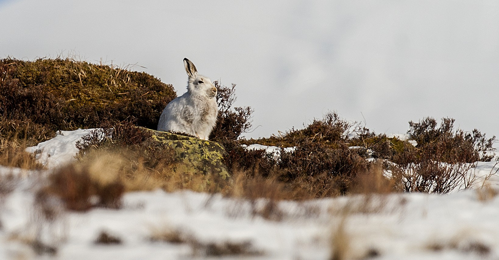 Nikon D700 + Nikon AF-S Nikkor 500mm F4G ED VR sample photo. Mountain hare photography