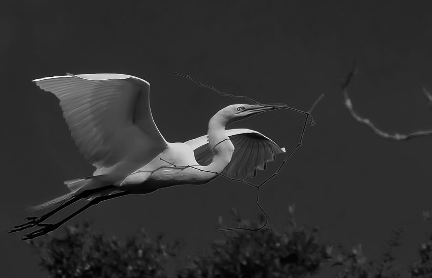 Sigma 50-500mm F4.5-6.3 DG OS HSM sample photo. Sqwak softly and carry a big stick photography