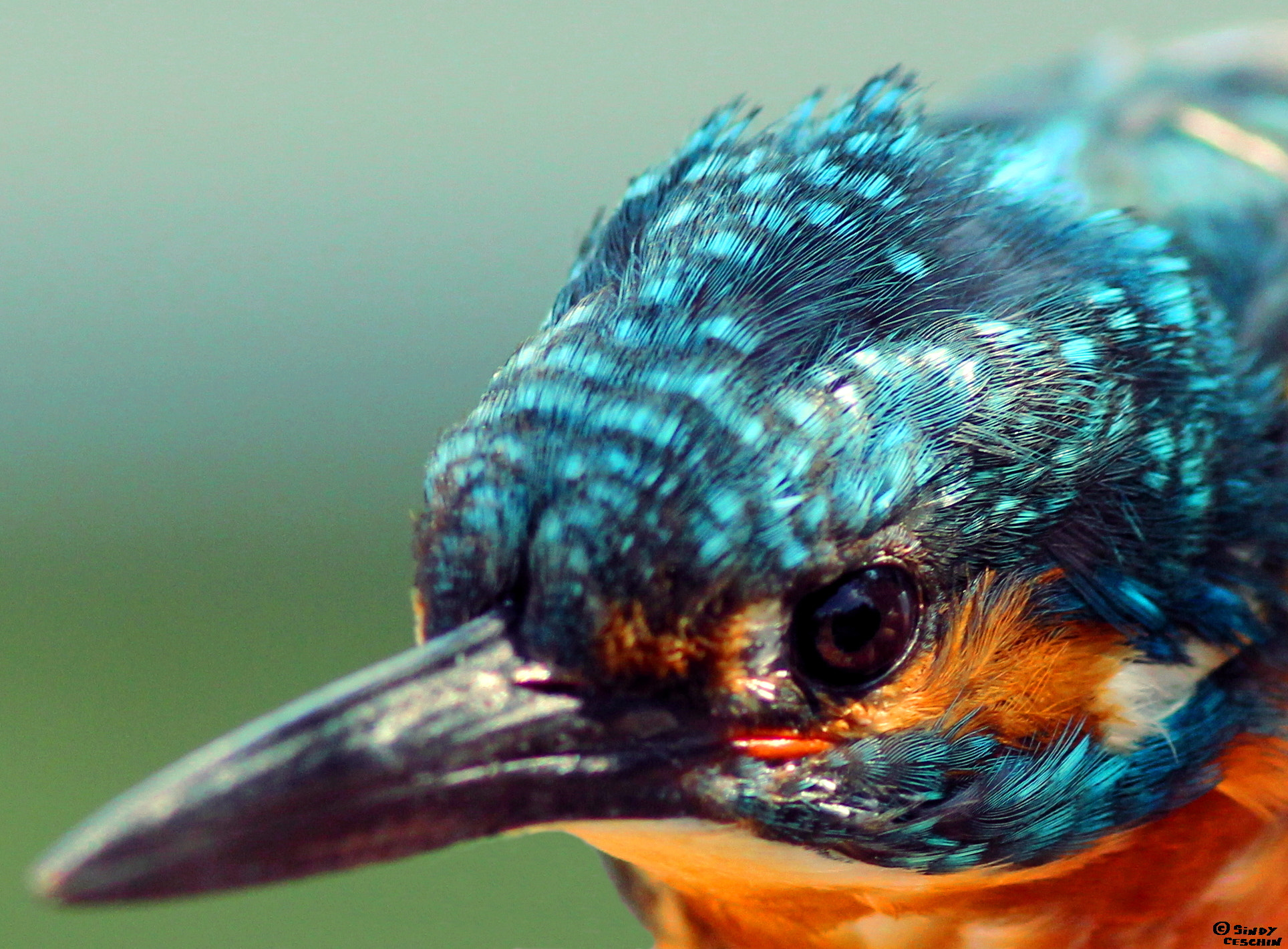 Canon EOS 550D (EOS Rebel T2i / EOS Kiss X4) + Canon EF 300mm F4L IS USM sample photo. Belted kingfisher photography