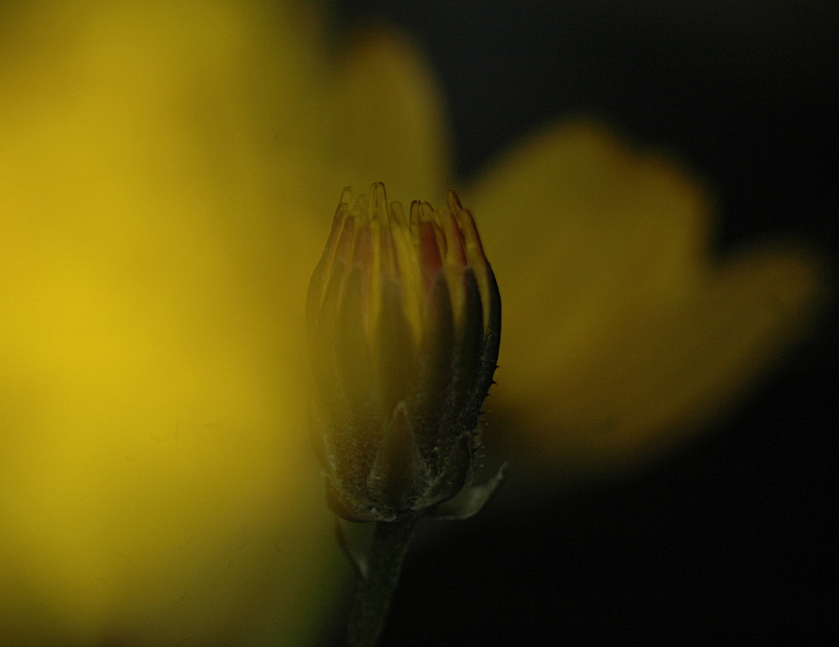 AF Zoom-Nikkor 35-70mm f/3.3-4.5 N sample photo. # photography