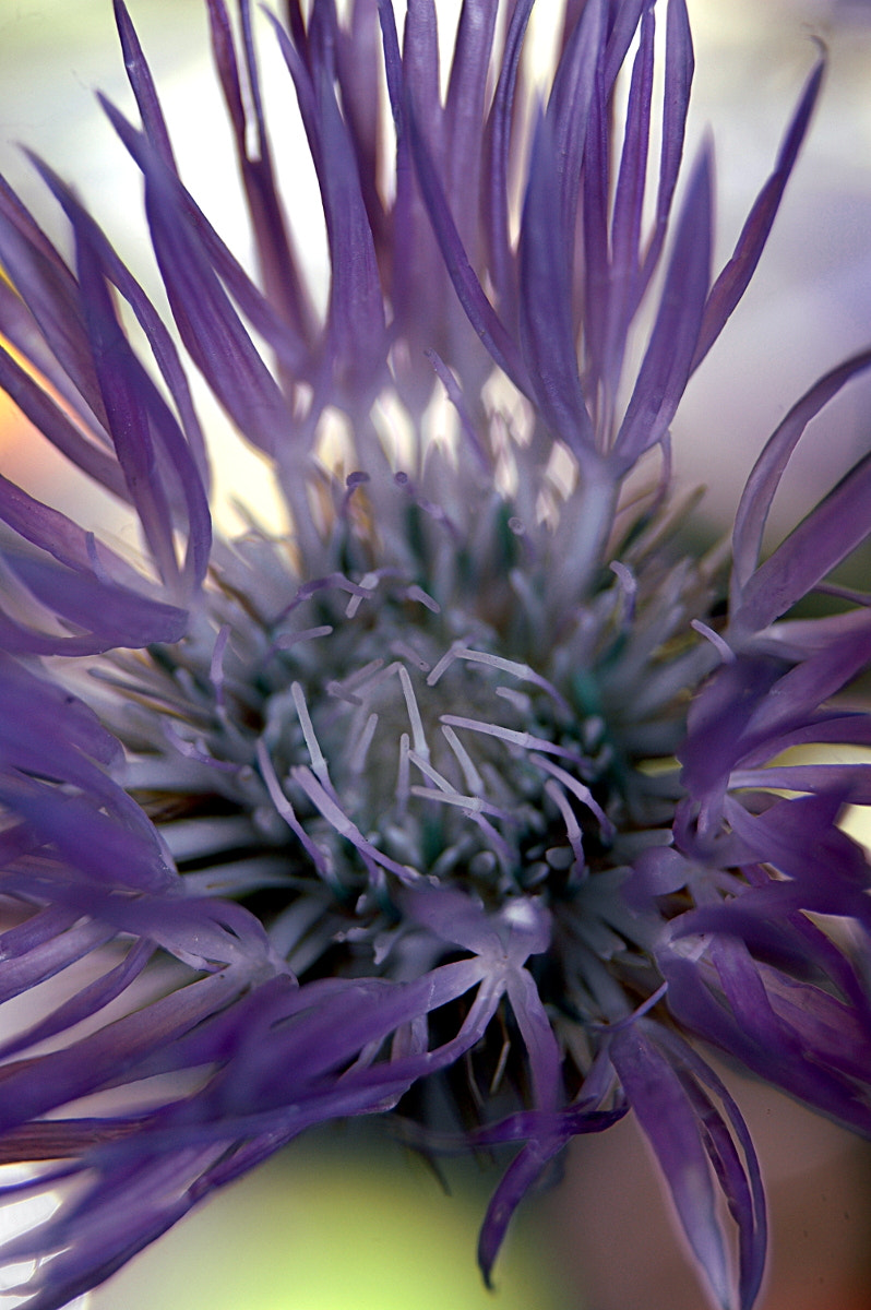 AF Zoom-Nikkor 28-80mm f/3.3-5.6G sample photo. # photography