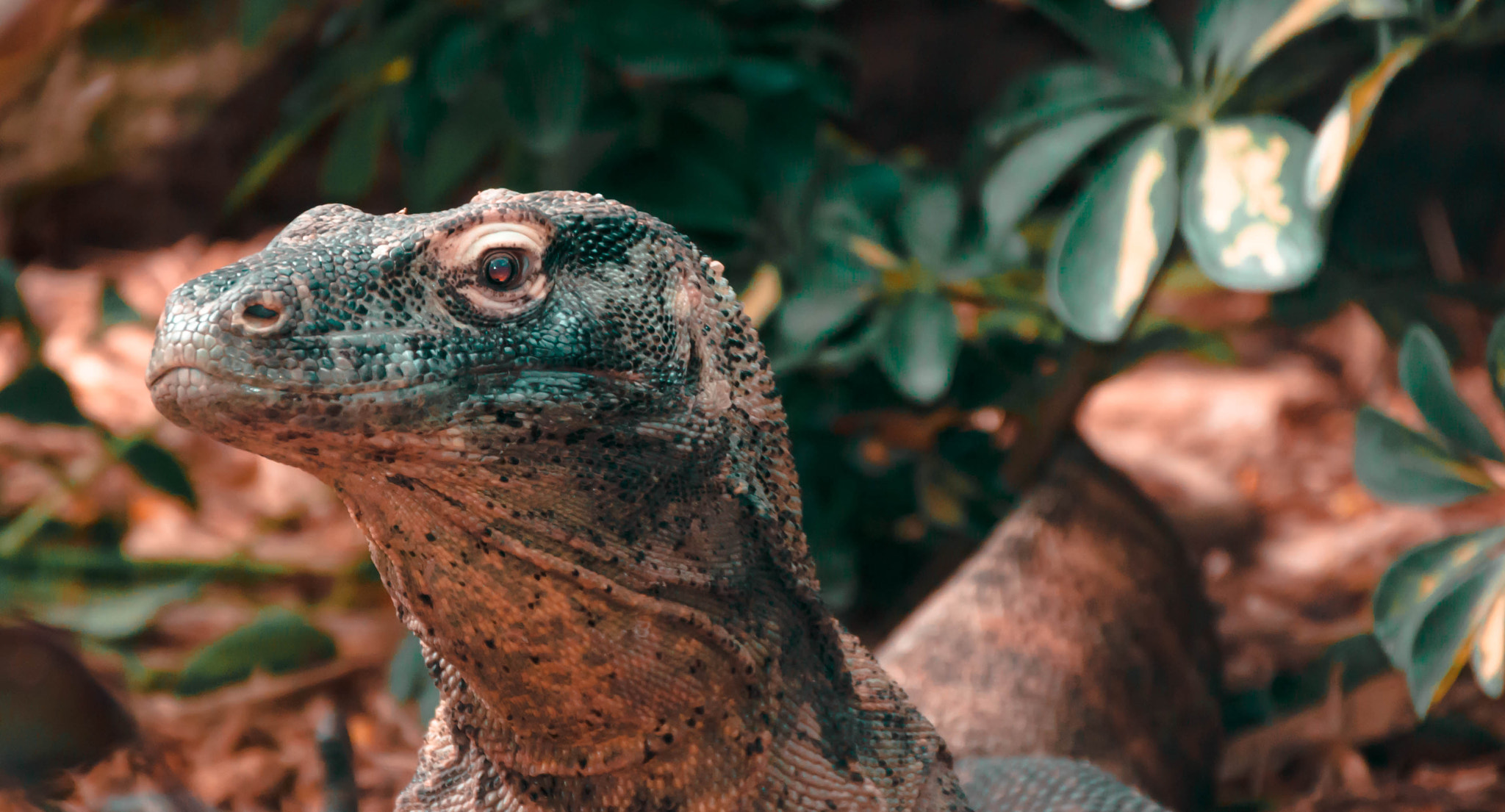 Sony Alpha DSLR-A580 sample photo. Komodo dragon photography