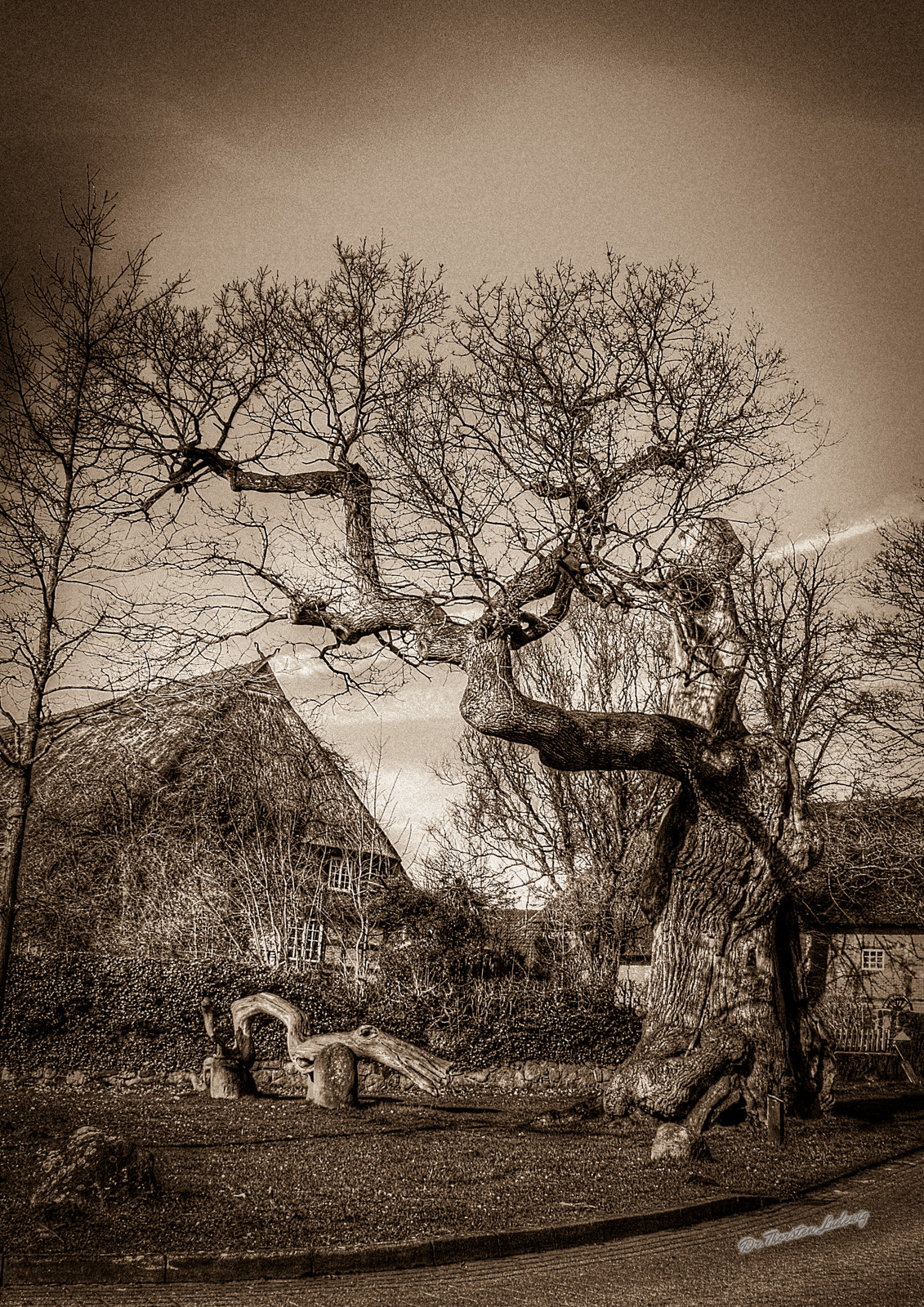 Canon EOS 100D (EOS Rebel SL1 / EOS Kiss X7) + Sigma 18-200mm f/3.5-6.3 DC OS HSM [II] sample photo. The 1000 years old oak tree of dötlingen (sepia) photography